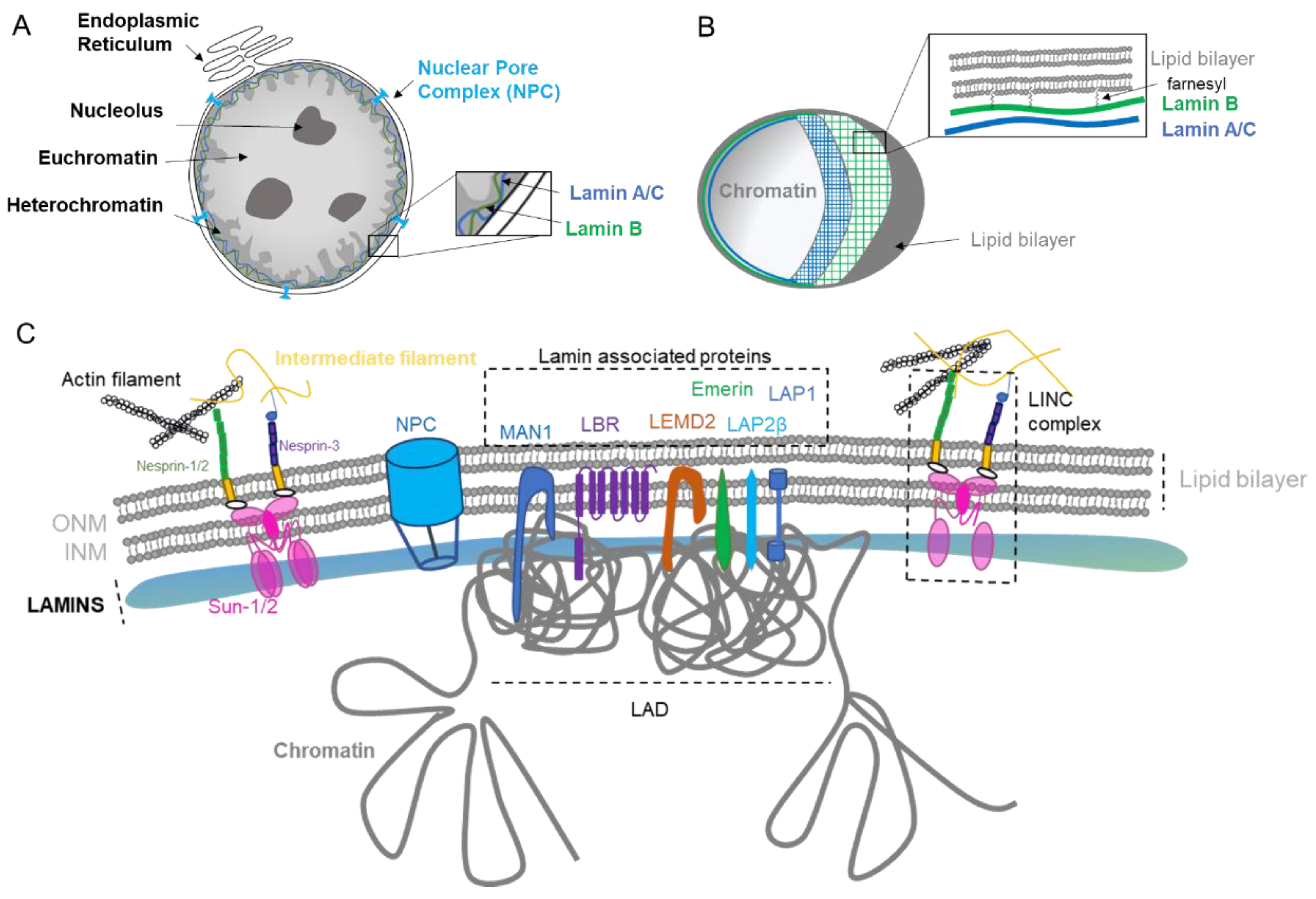 Ijms 22 07281 g001 Ijms 22 07281 g001
