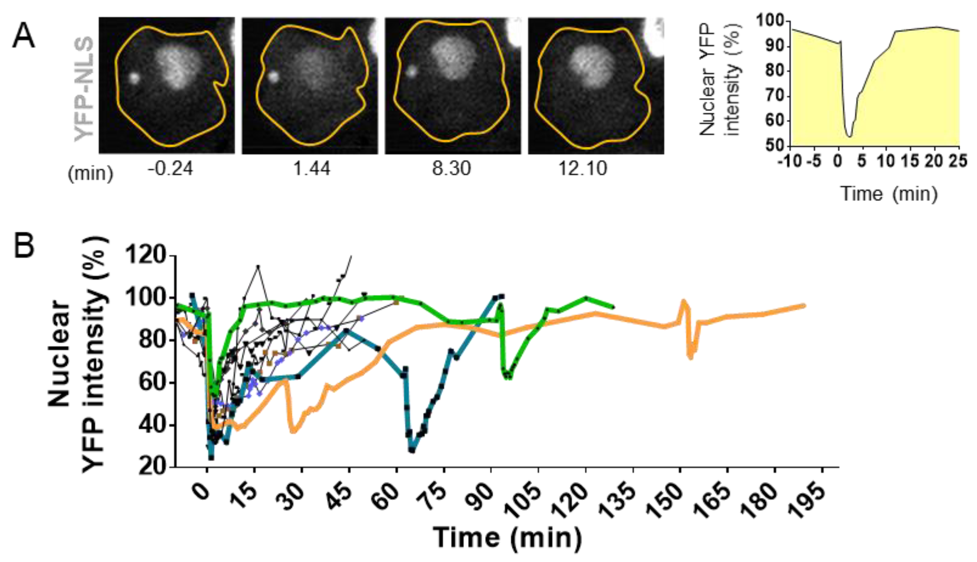 Ijms 22 07281 g004 Ijms 22 07281 g004