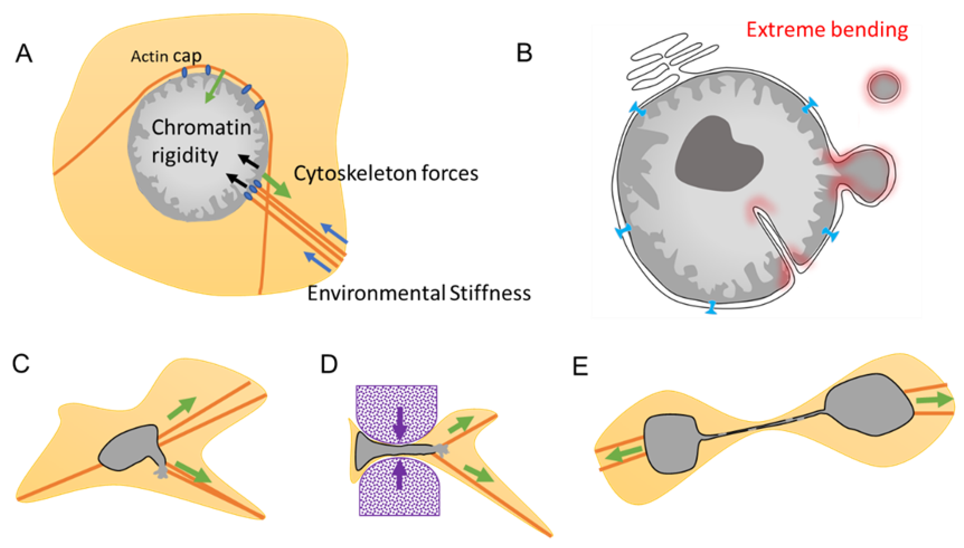 Nuclear Envelope Integrity in Health and ... Biology Diagrams