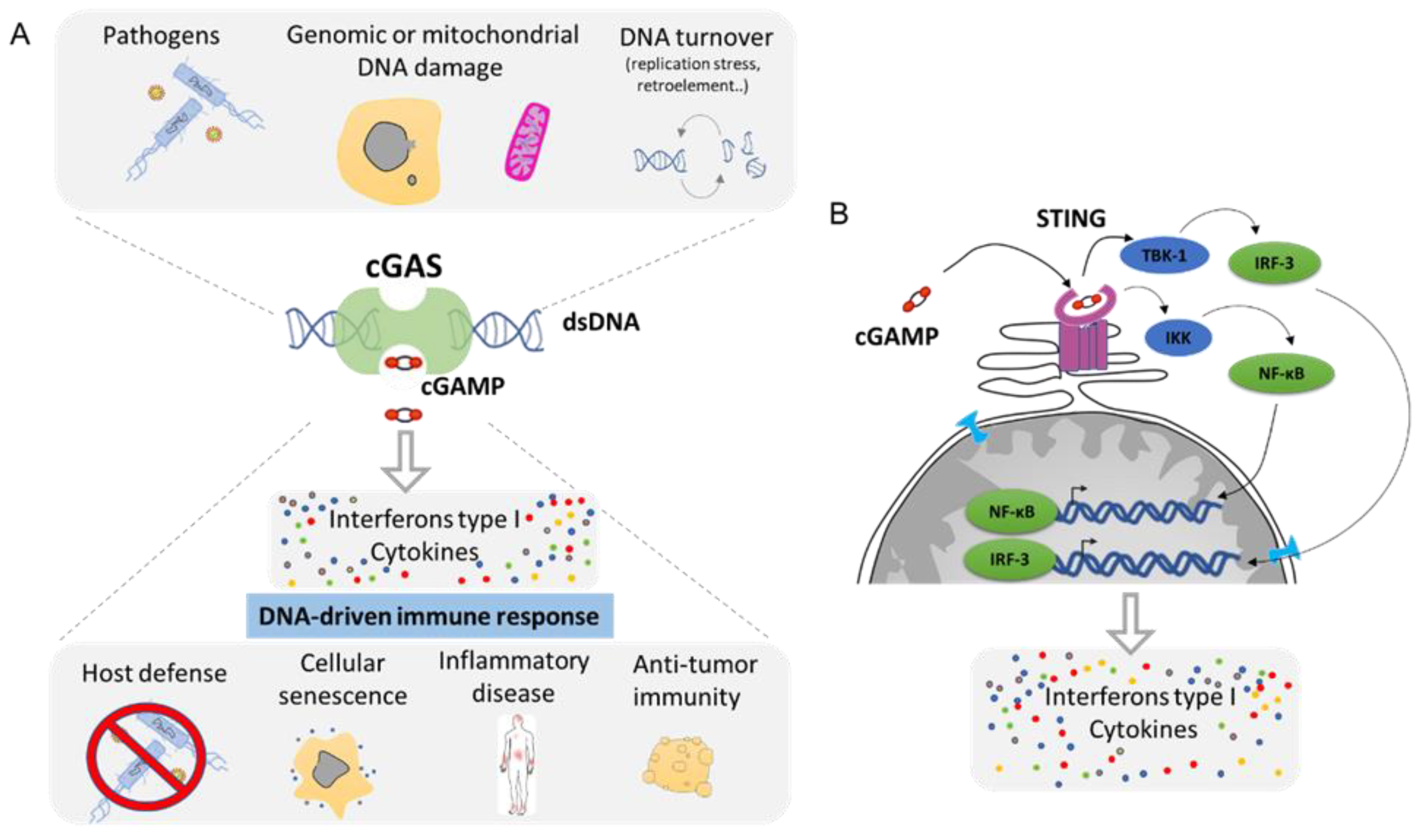 Ijms 22 07281 g006 Ijms 22 07281 g006