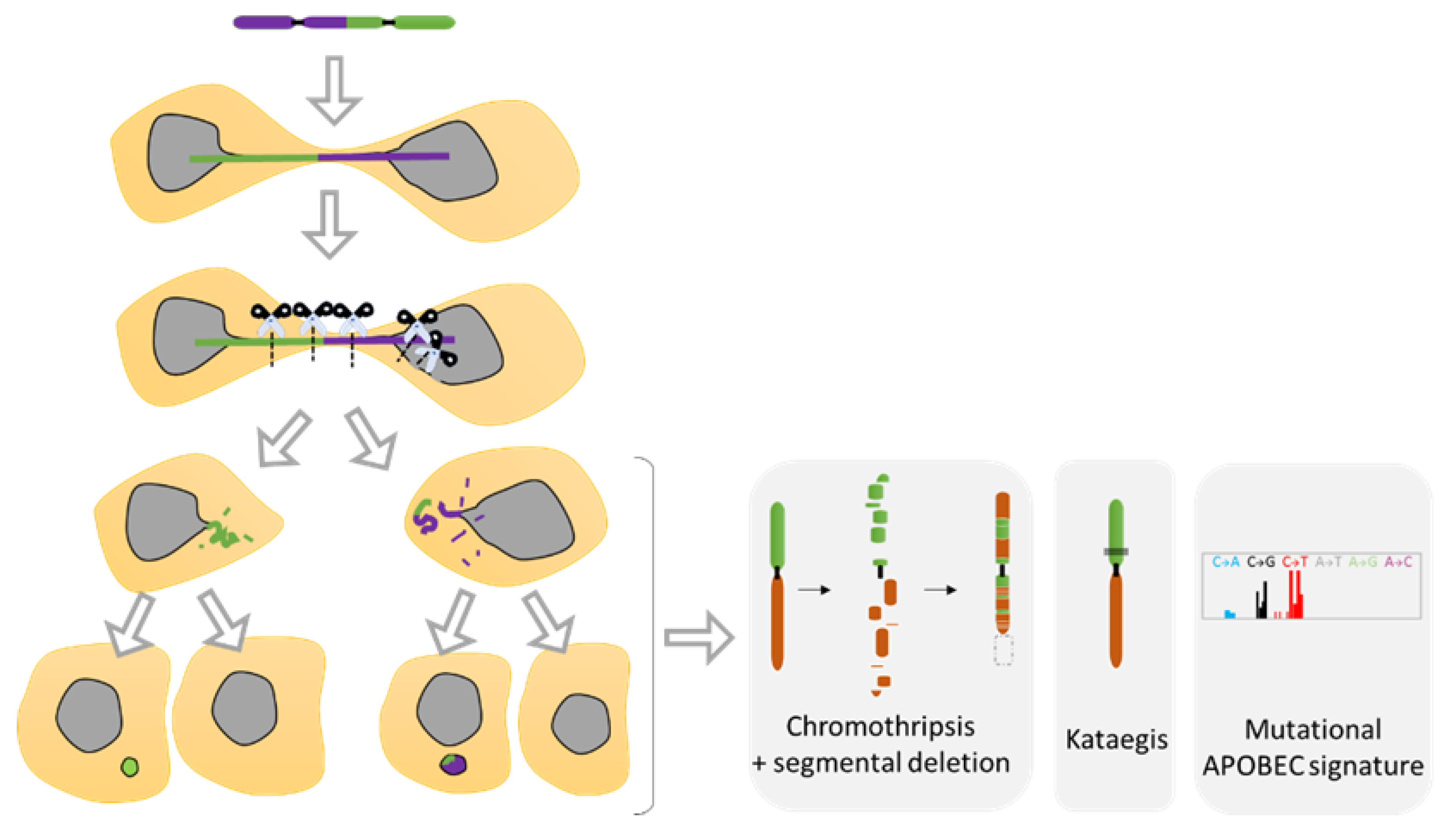 Ijms 22 07281 g008 Ijms 22 07281 g008