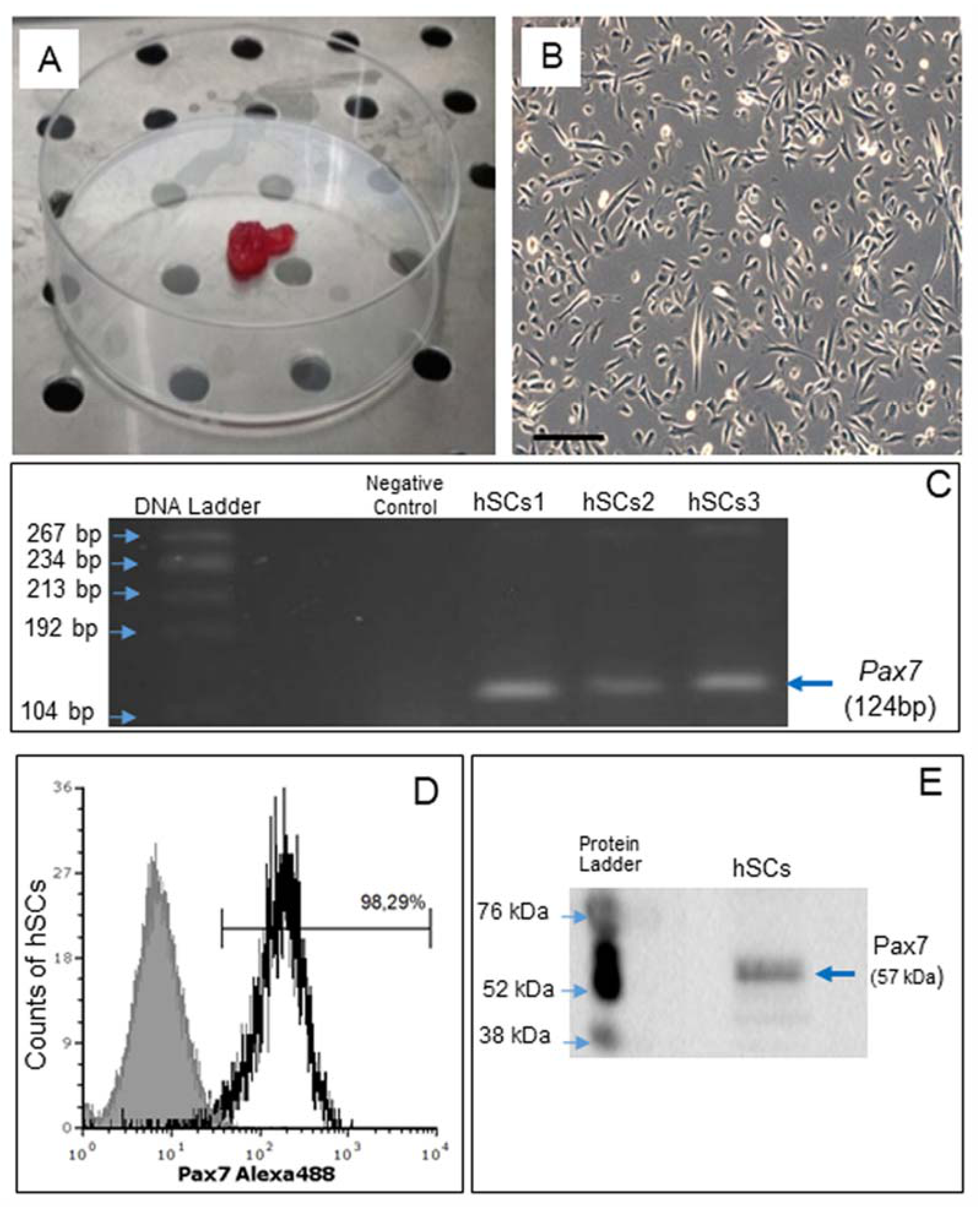 Ijms 22 07282 g001 550