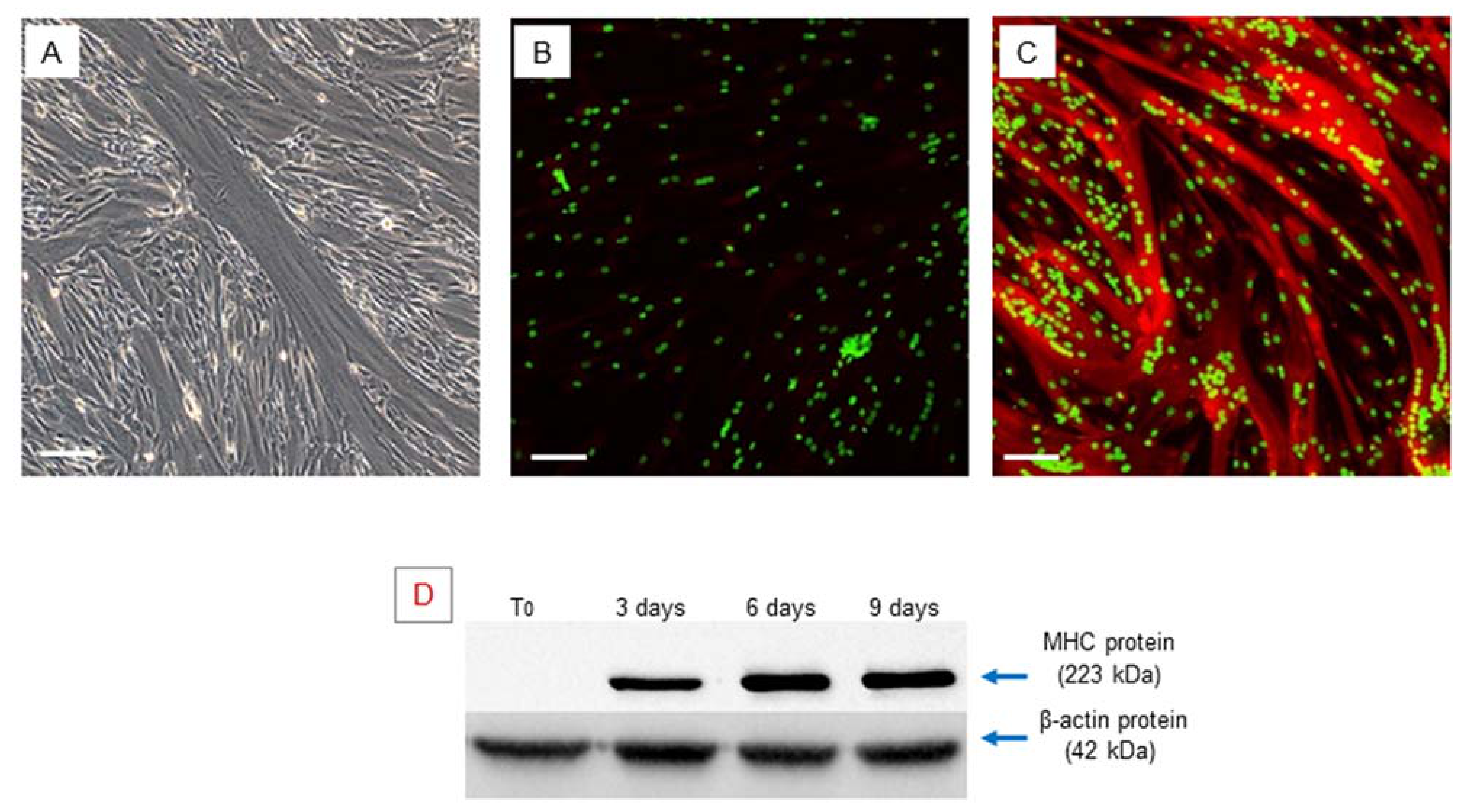 Ijms 22 07282 g002 550