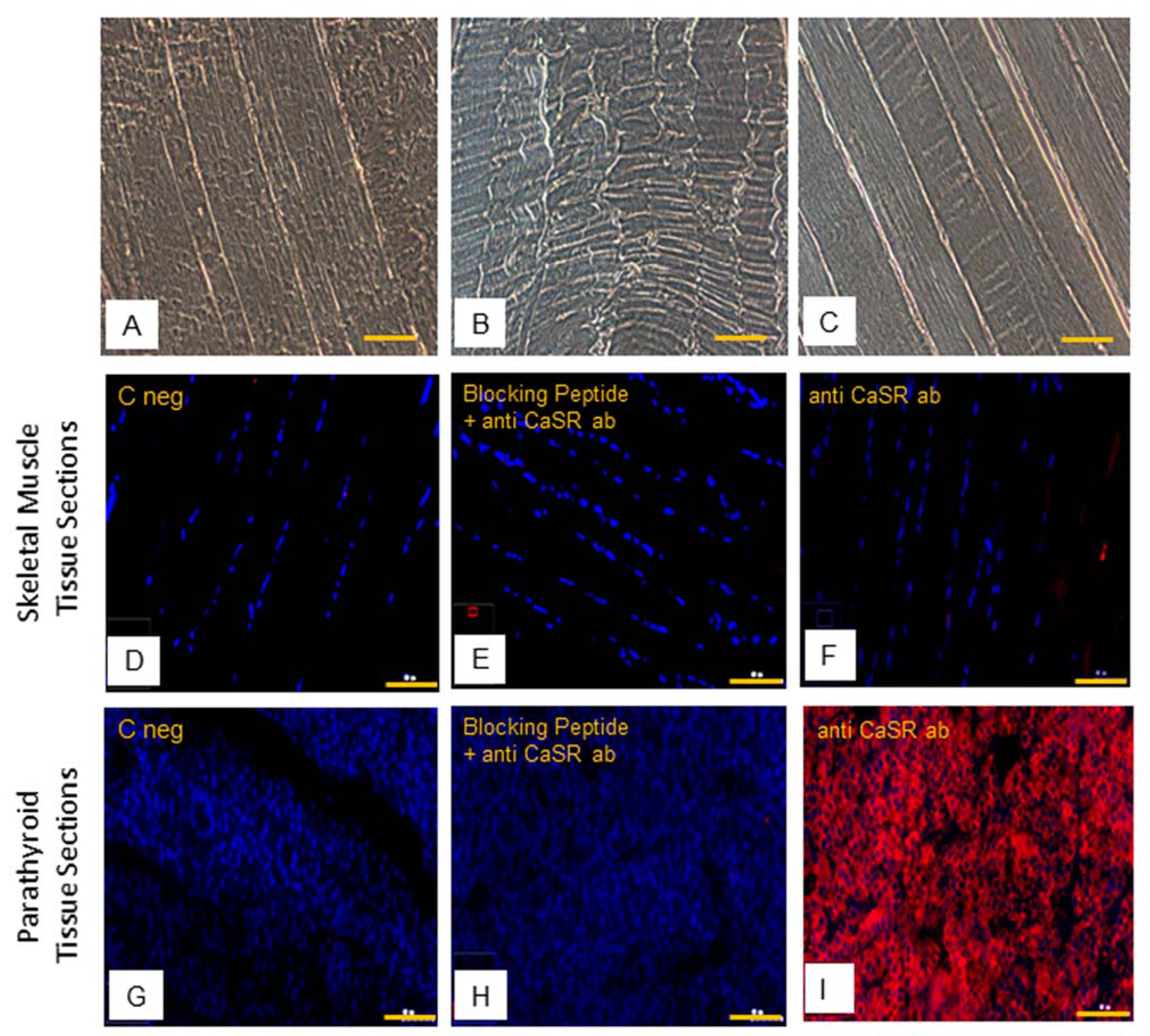 Ijms 22 07282 g006 550