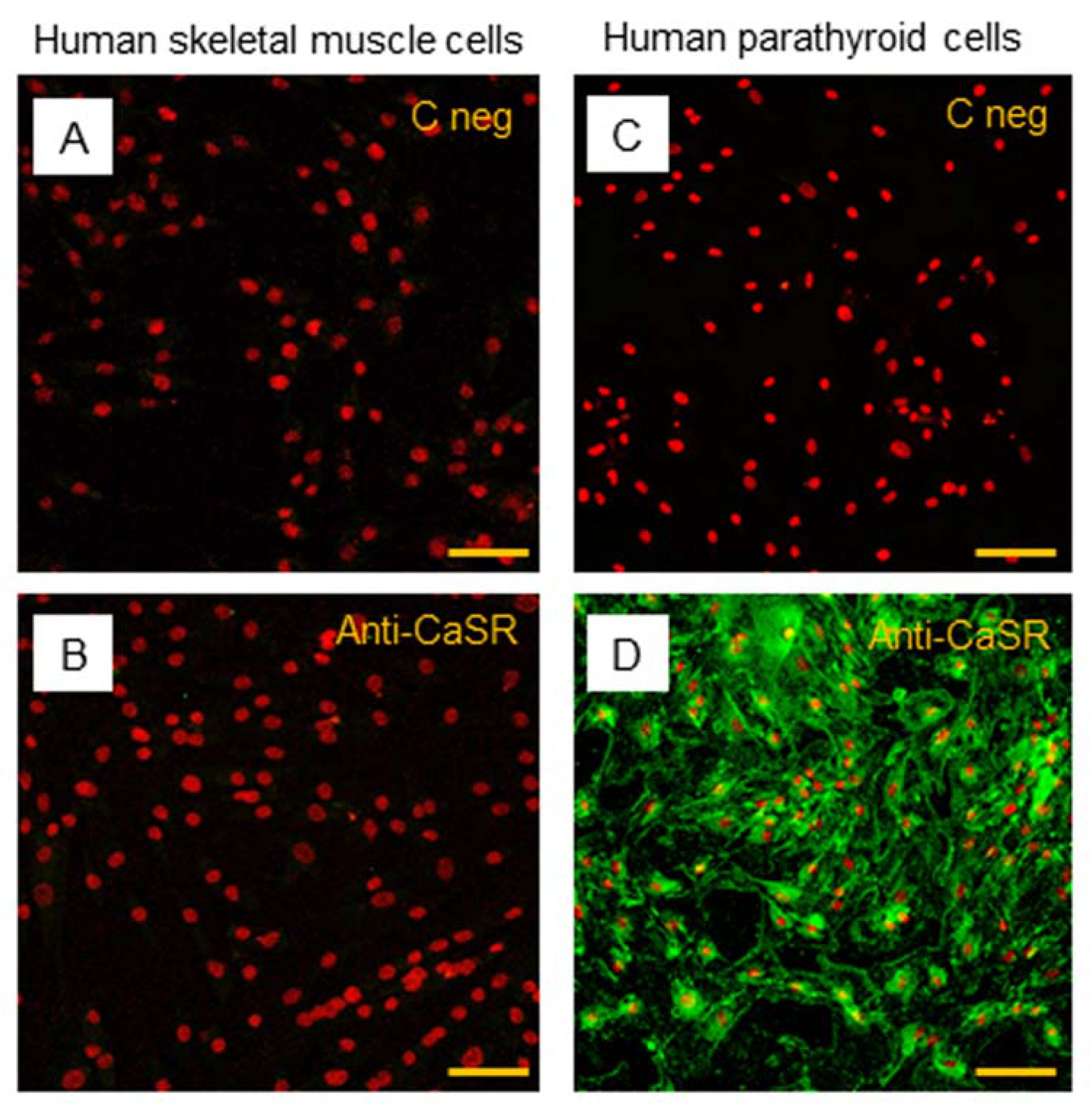 Ijms 22 07282 g007 550