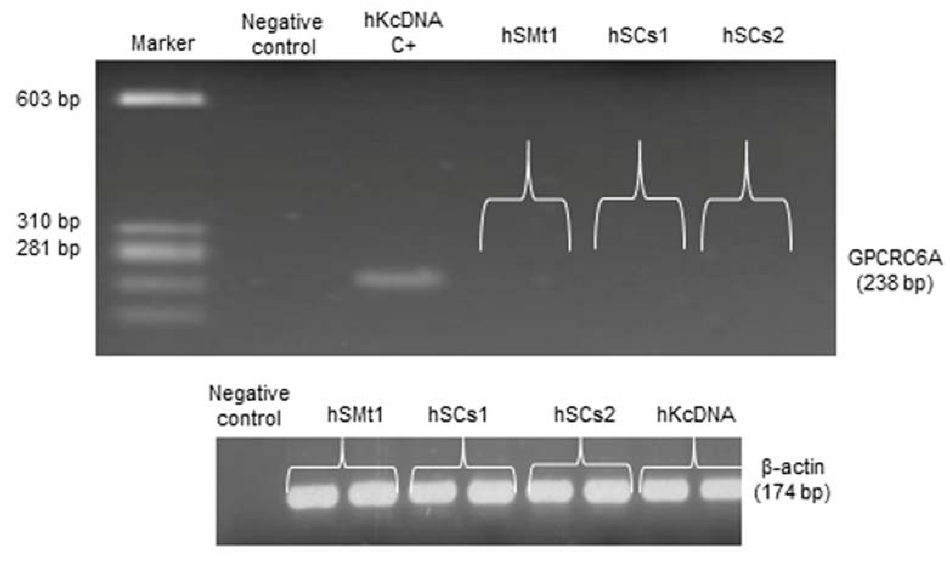 Ijms 22 07282 g009 550