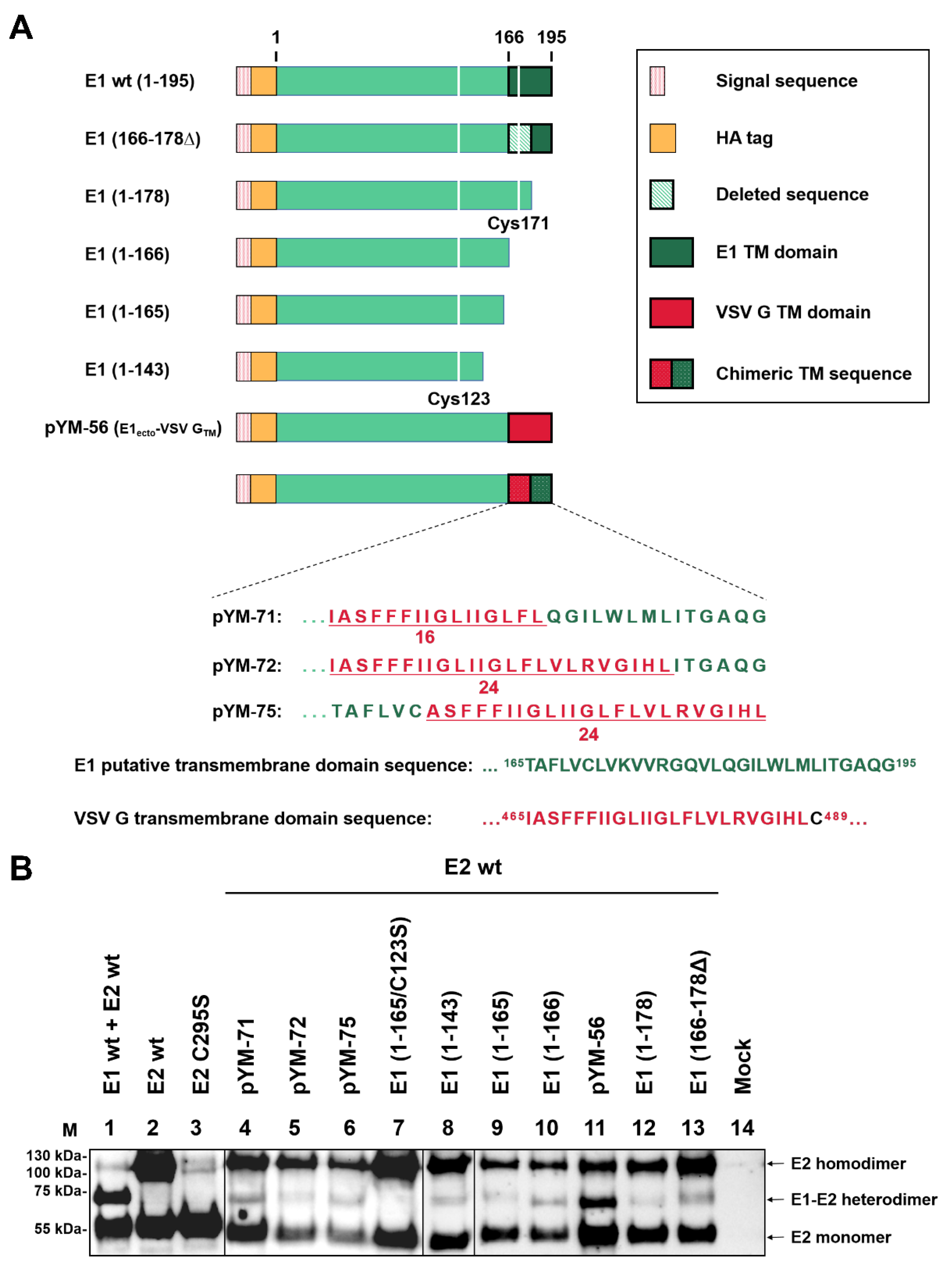 Ijms 22 07285 g004 550