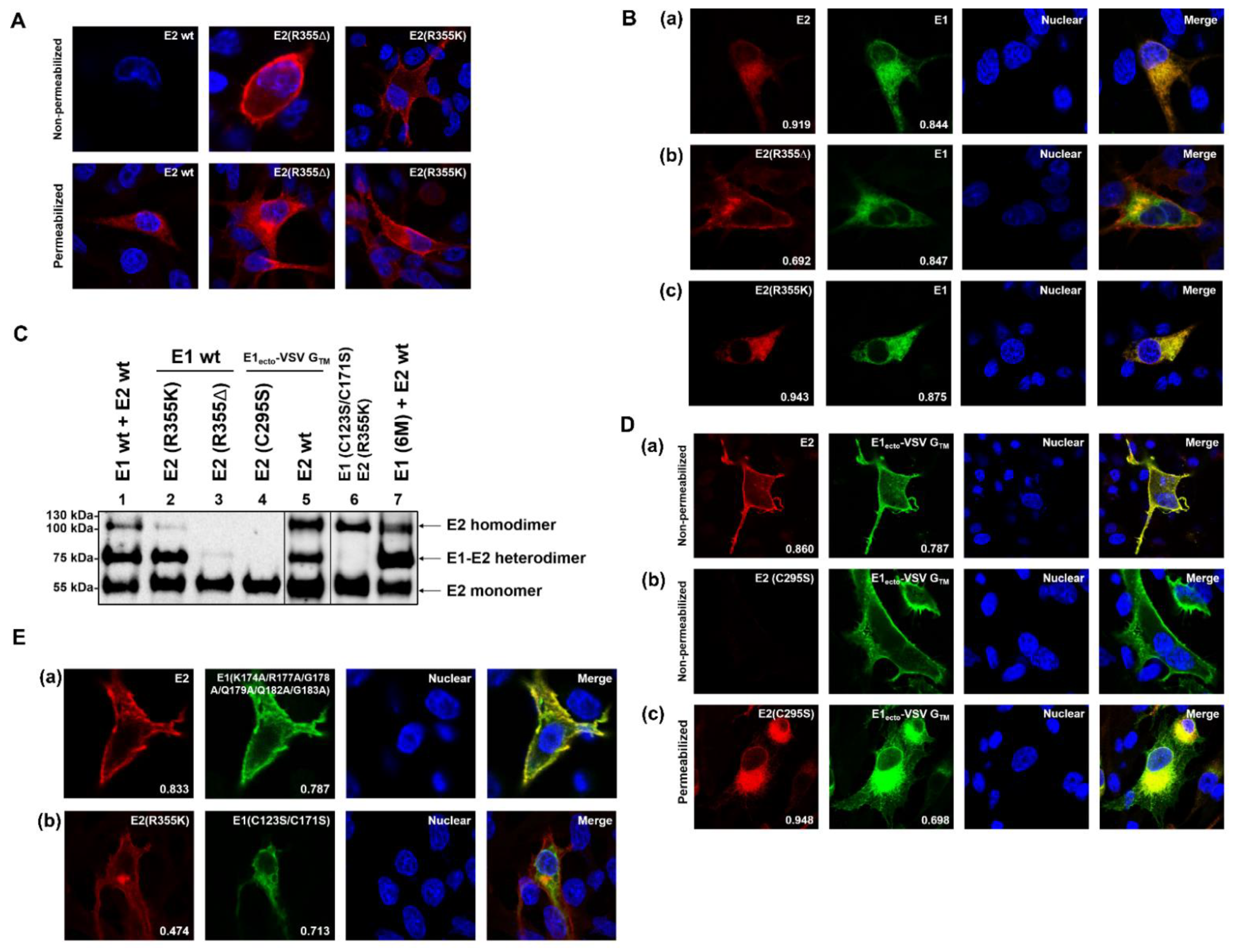 Ijms 22 07285 g005 550