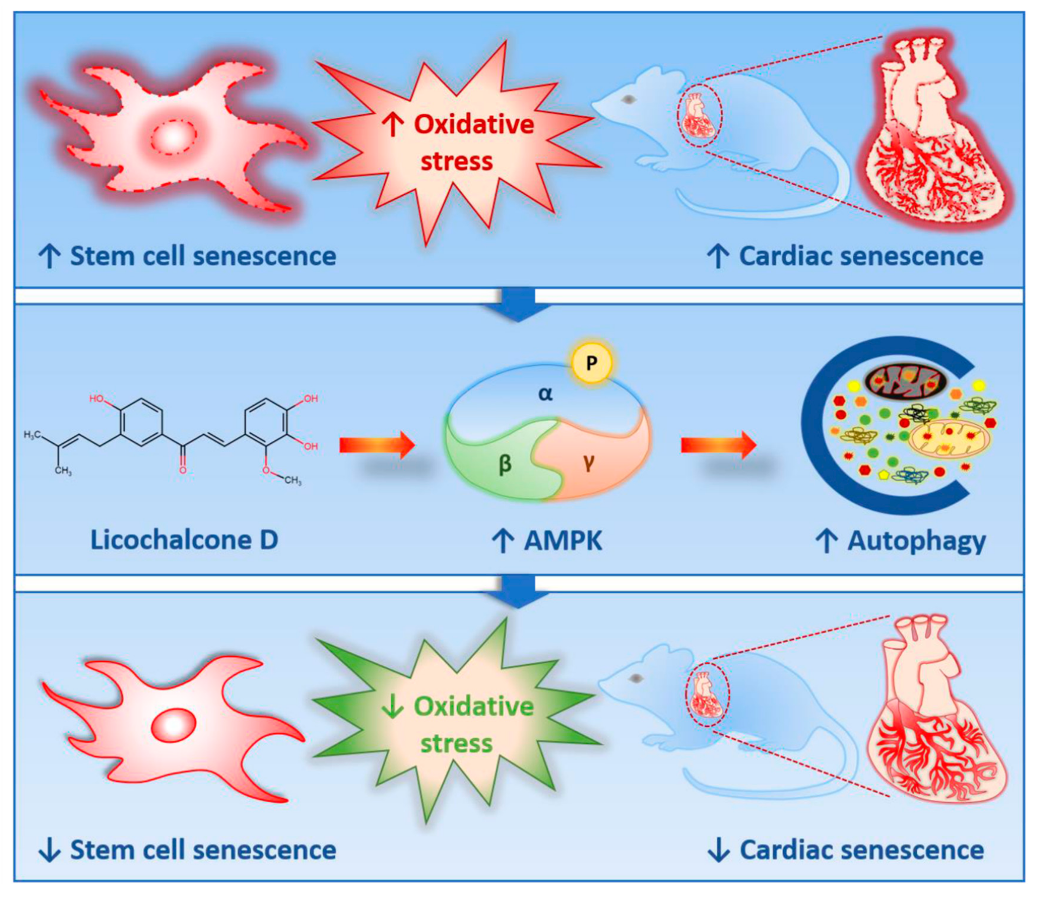 Ijms 22 07324 g008 550