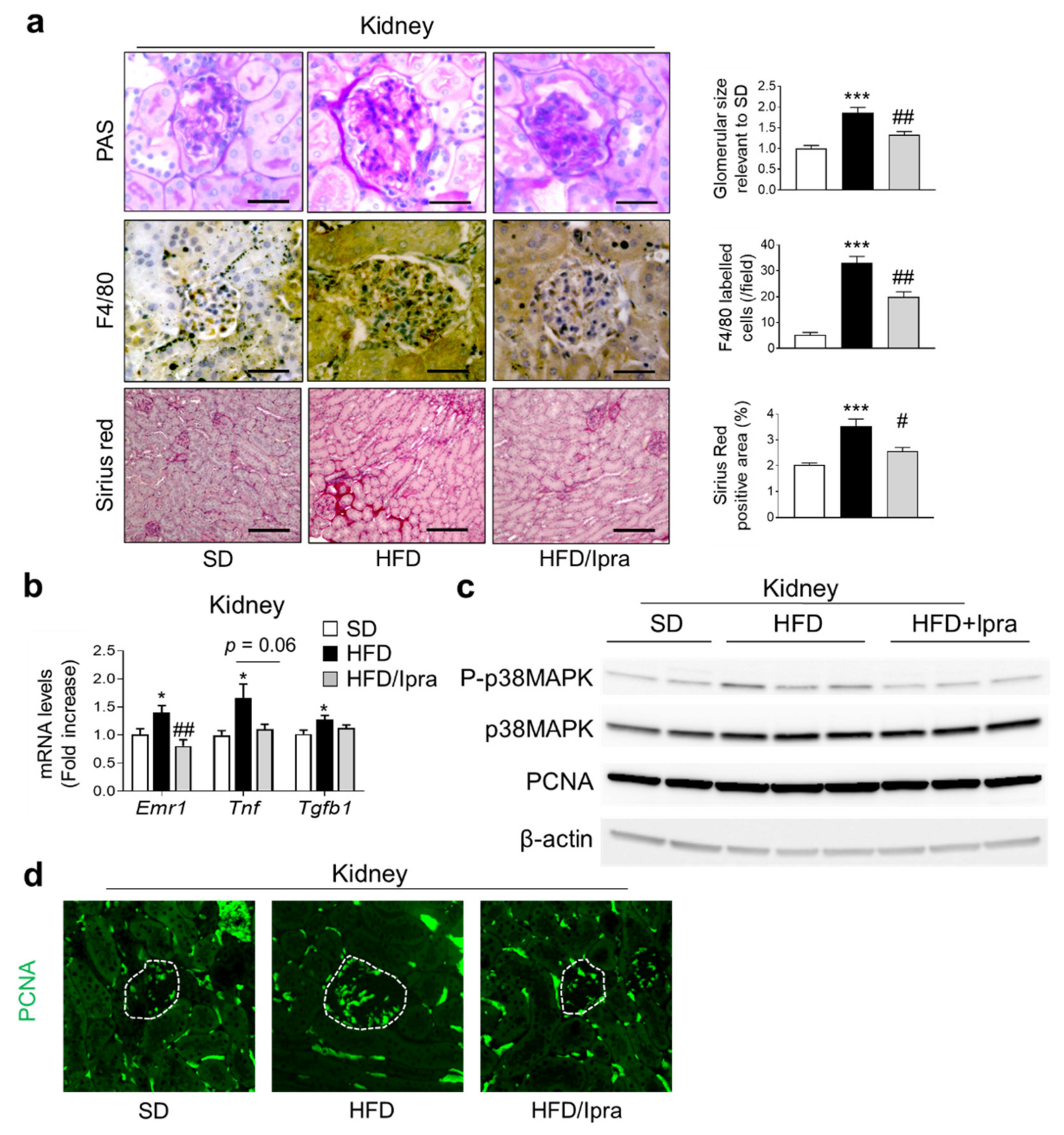 Ijms 22 07329 g003 550
