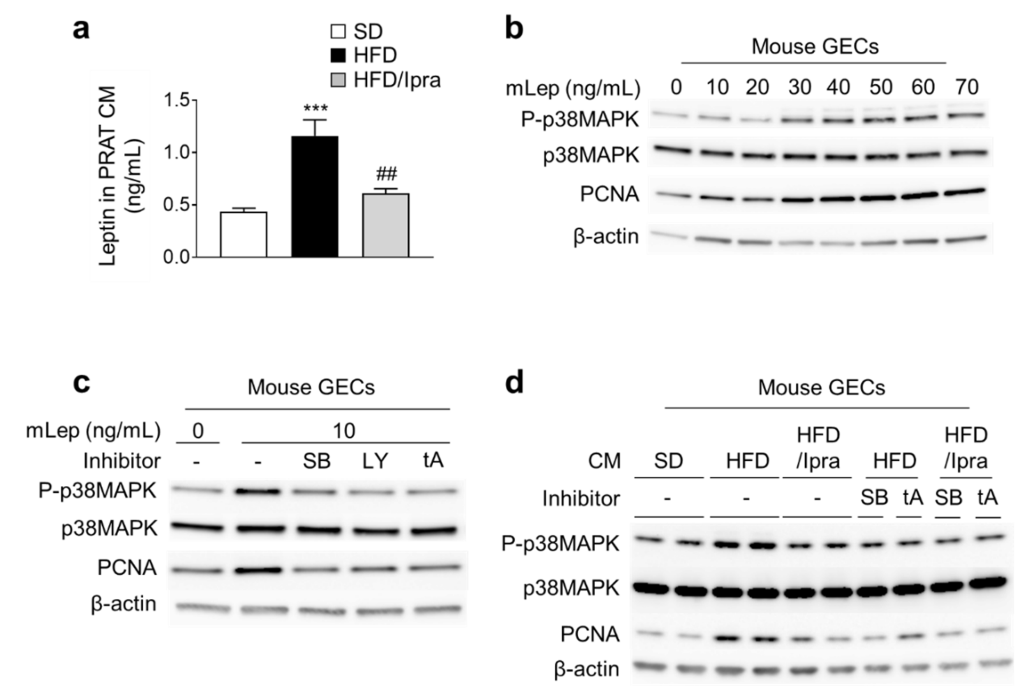 Ijms 22 07329 g005 550