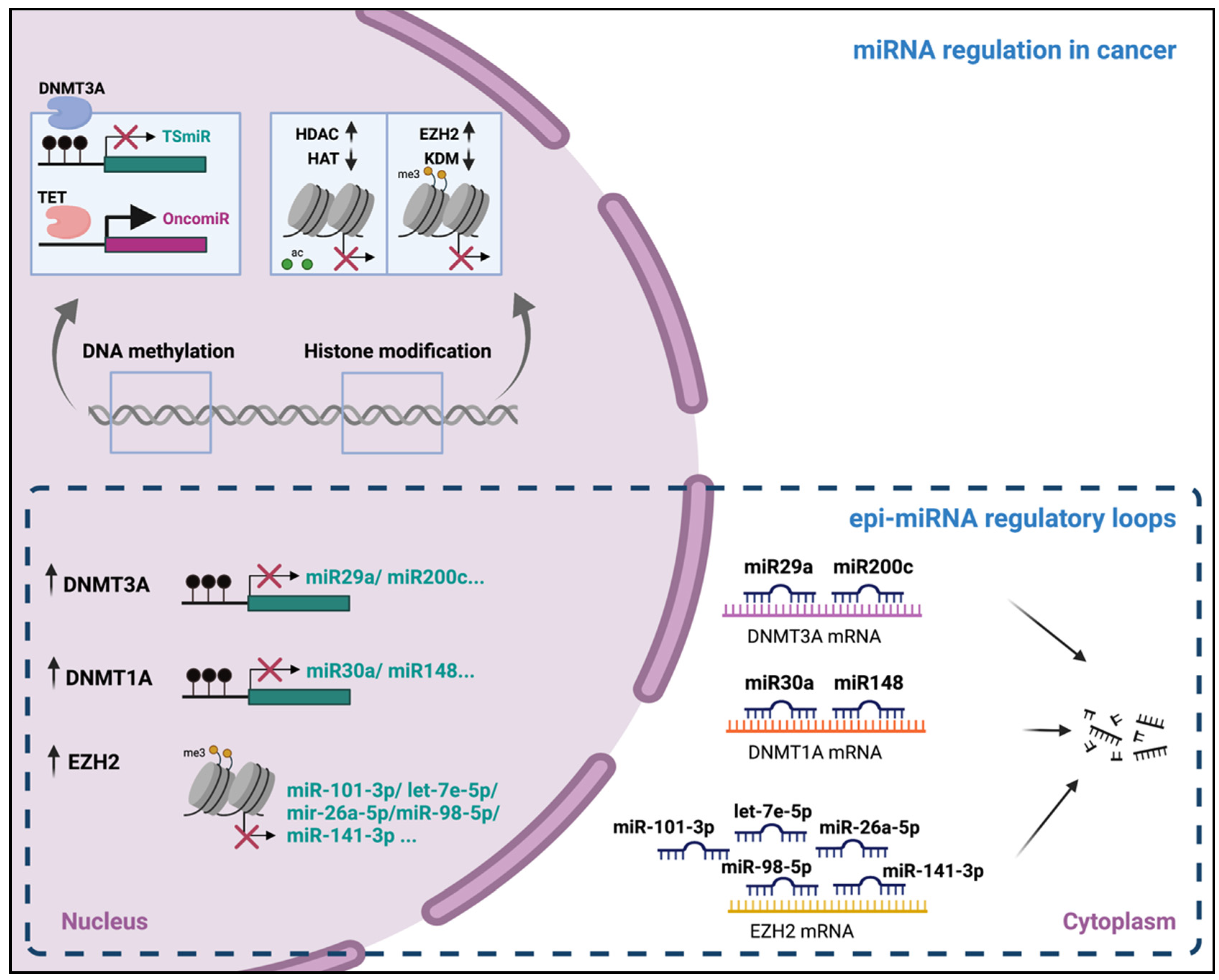 Ijms 22 07350 g002 550
