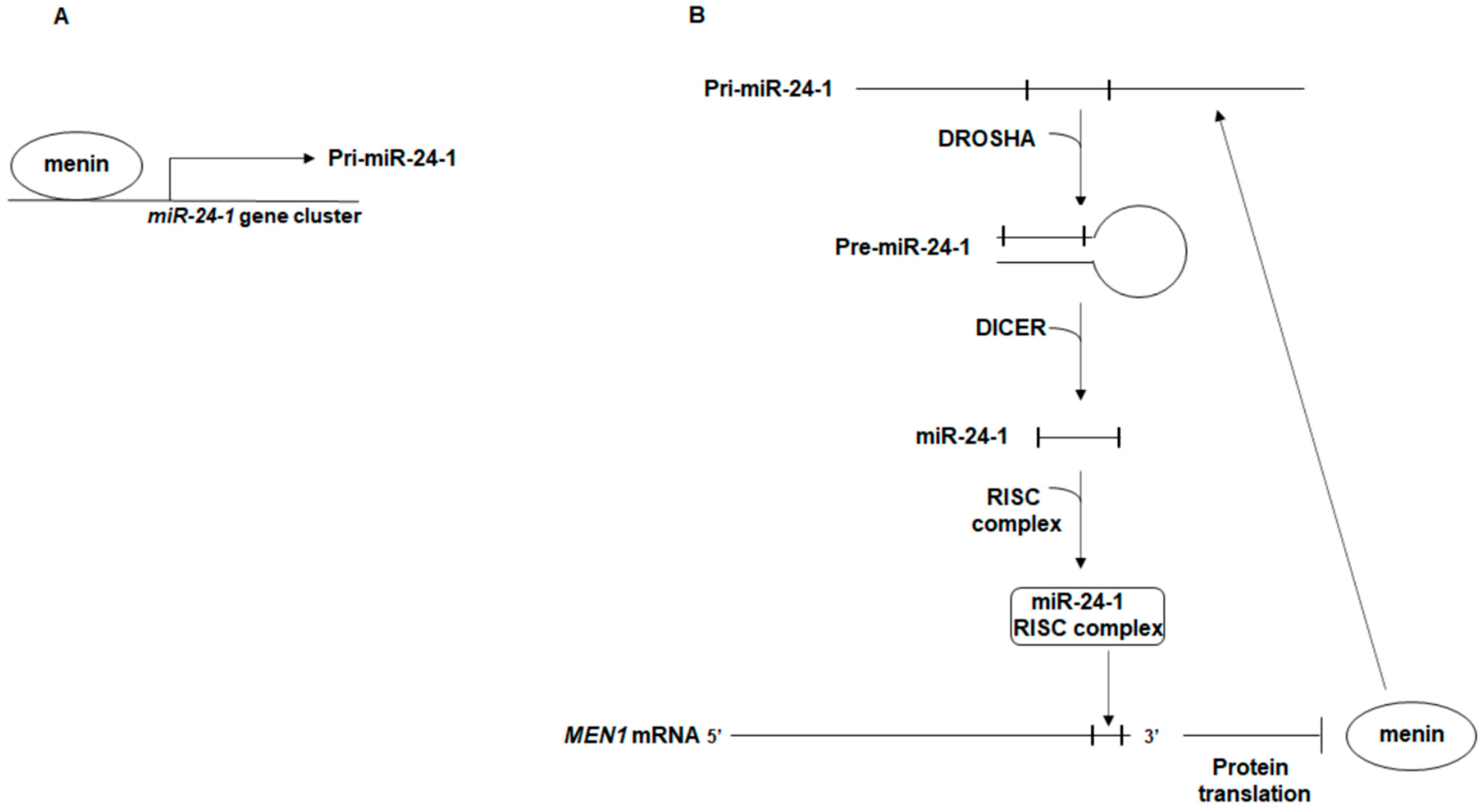 Ijms Free Full Text Role Of Mir 24 In Multiple Endocrine Neoplasia Type 1 A Potential Target For Molecular Therapy Html