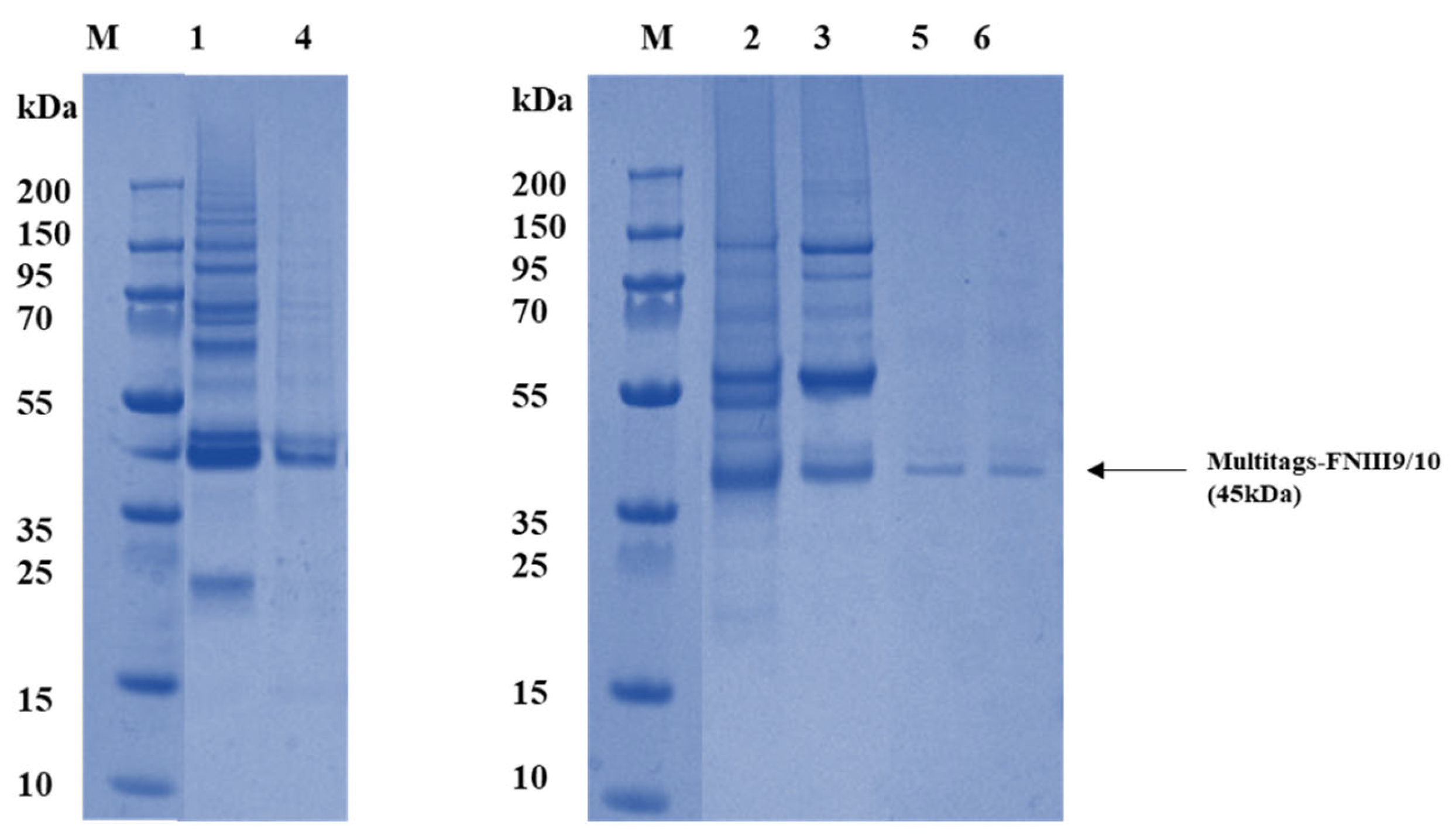 Ijms 22 07362 g002 Ijms 22 07362 g002