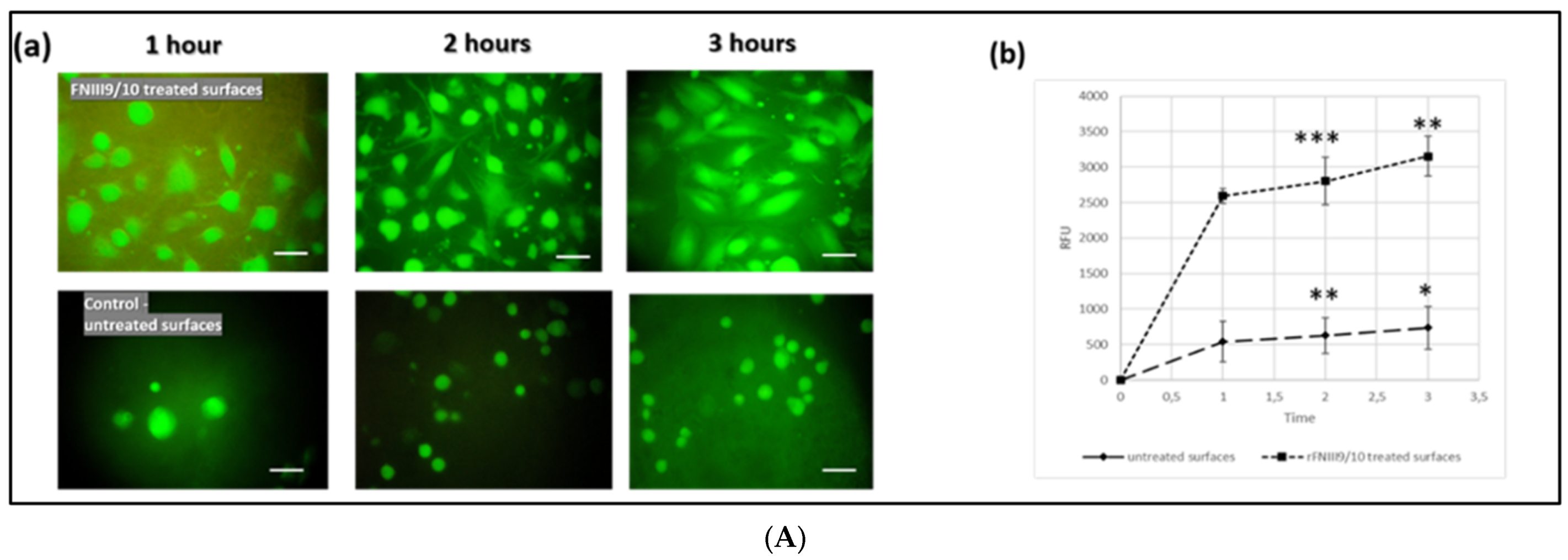 Ijms 22 07362 g005a Ijms 22 07362 g005a