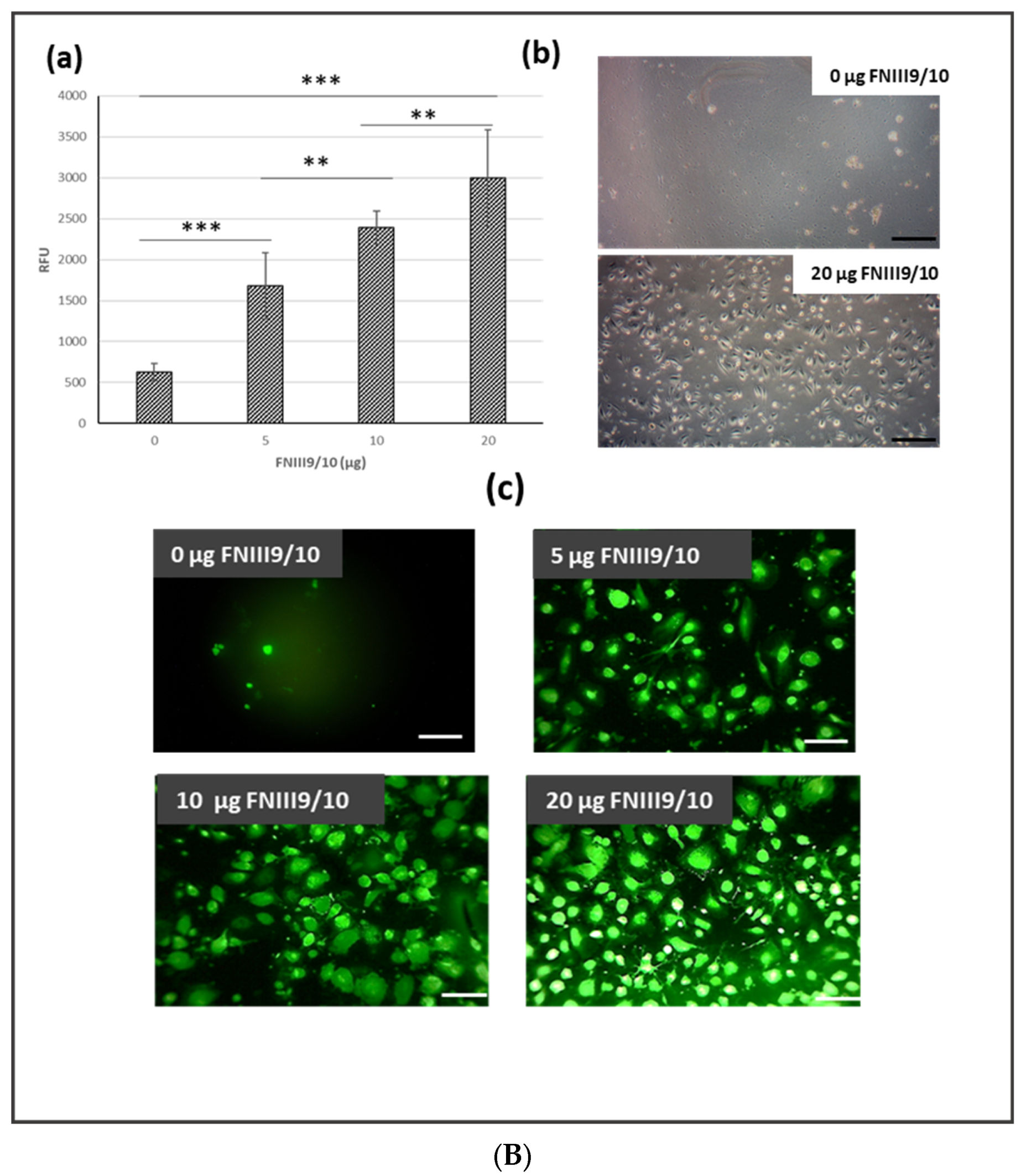 Ijms 22 07362 g005b Ijms 22 07362 g005b