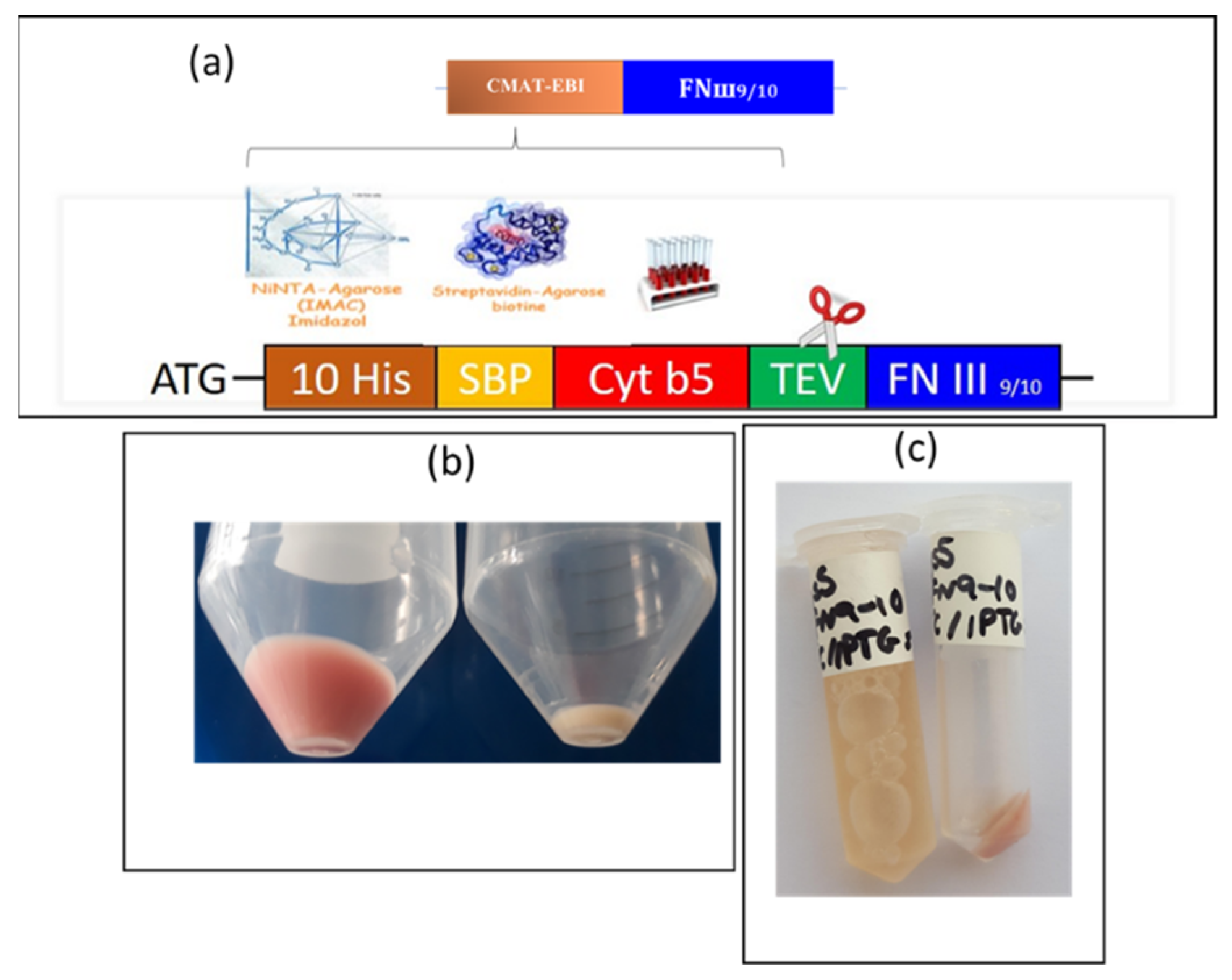 Ijms 22 07362 g0a1 Ijms 22 07362 g0a1