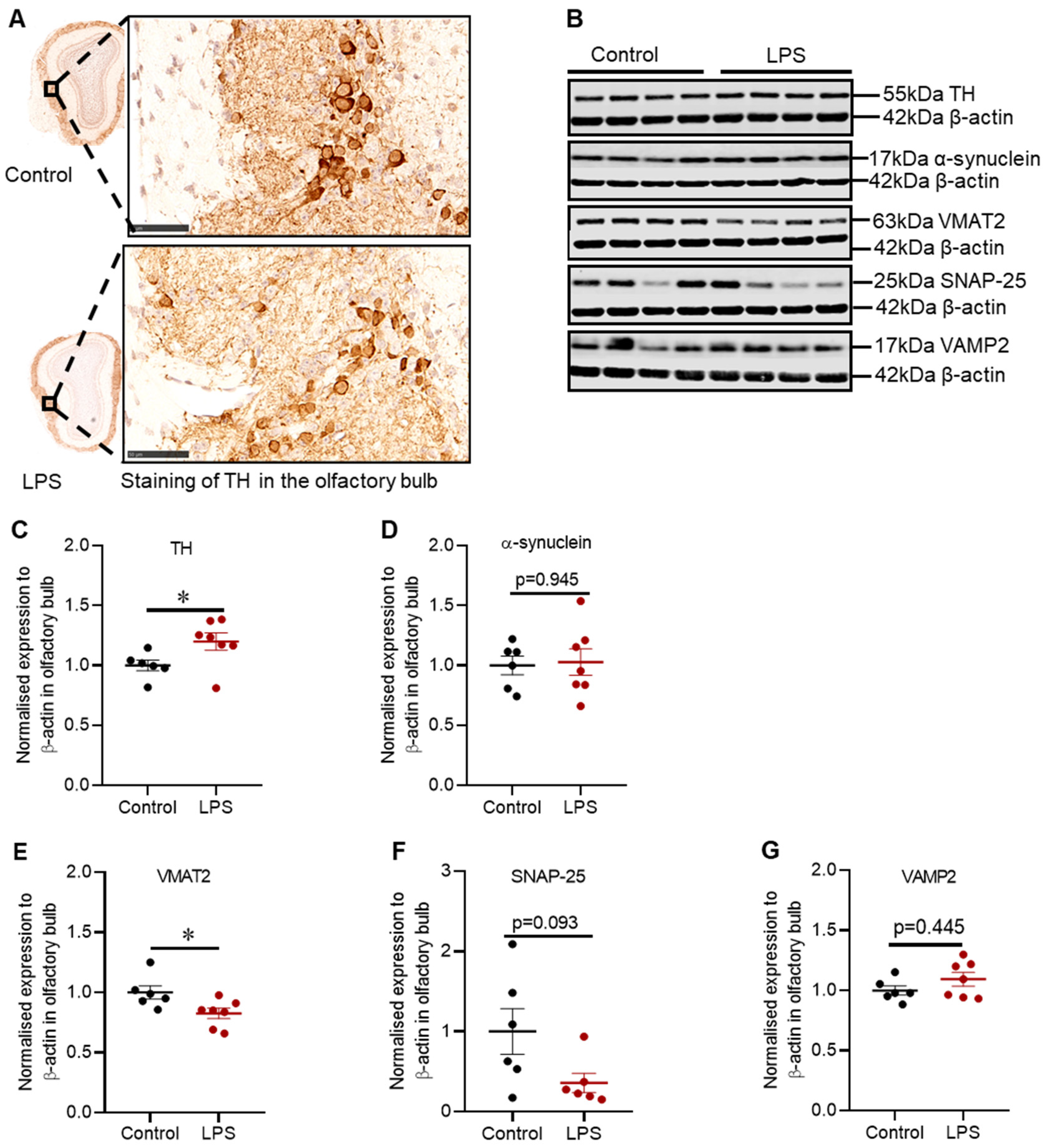 Ijms 22 07380 g004 550