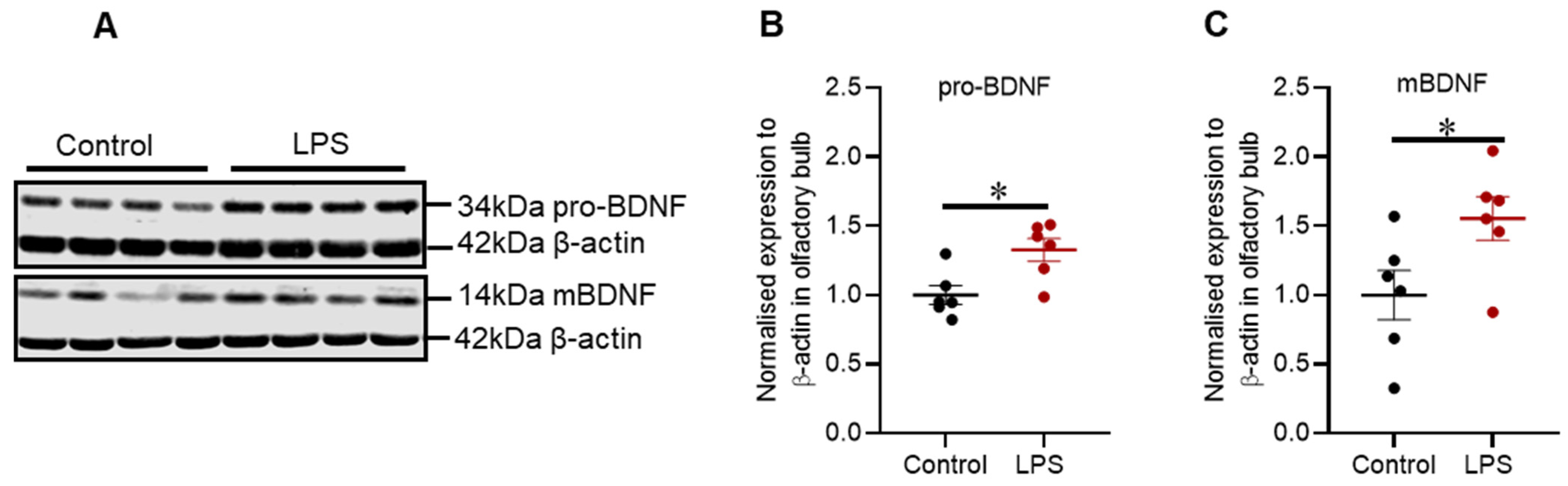 Ijms 22 07380 g006 550