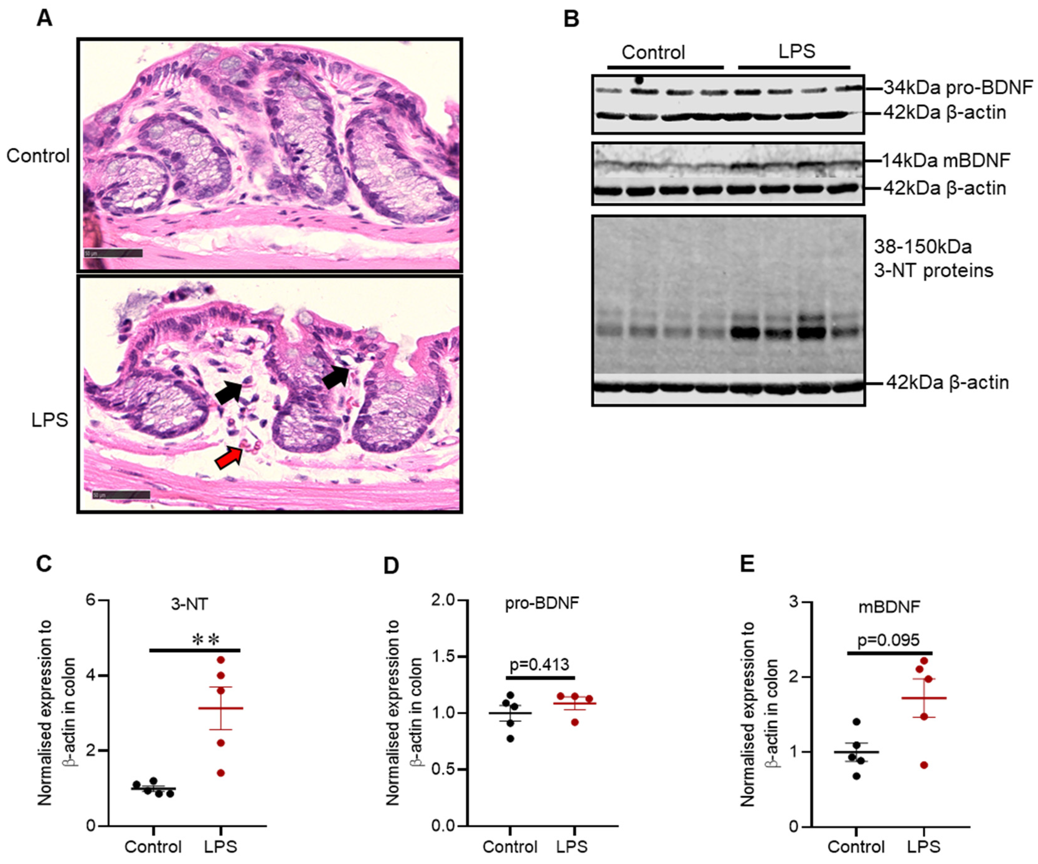 Ijms 22 07380 g007 550