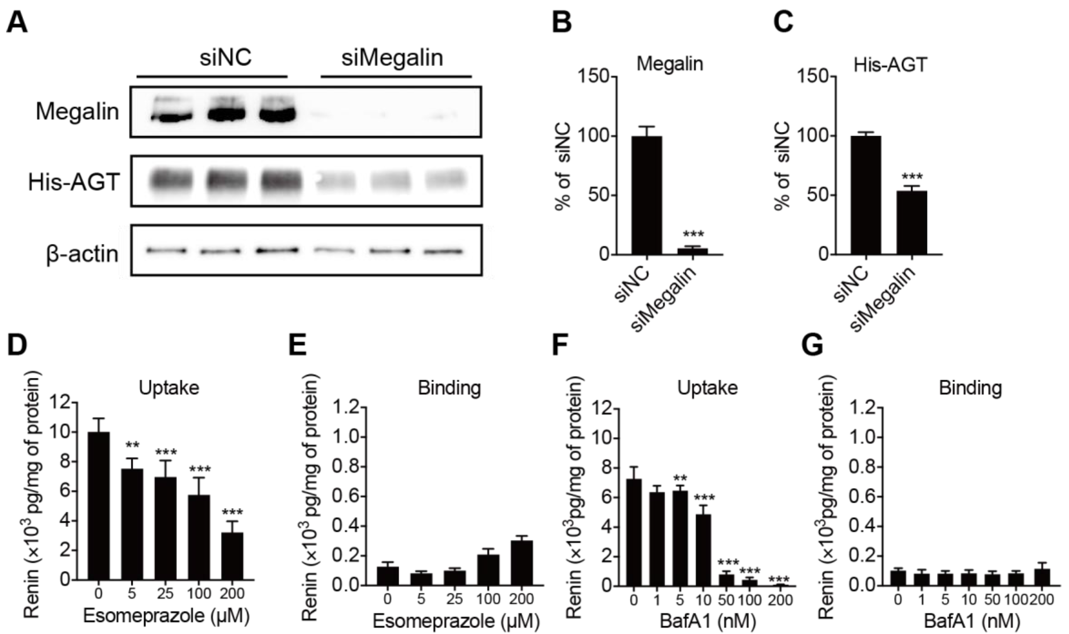 Ijms 22 07407 g004 Ijms 22 07407 g004