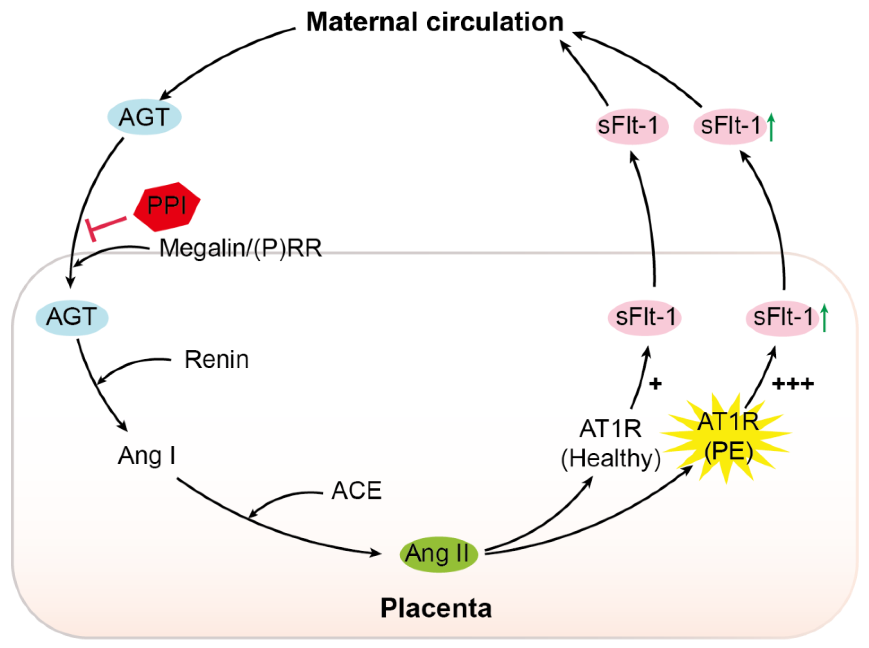 Ijms 22 07407 g006 Ijms 22 07407 g006
