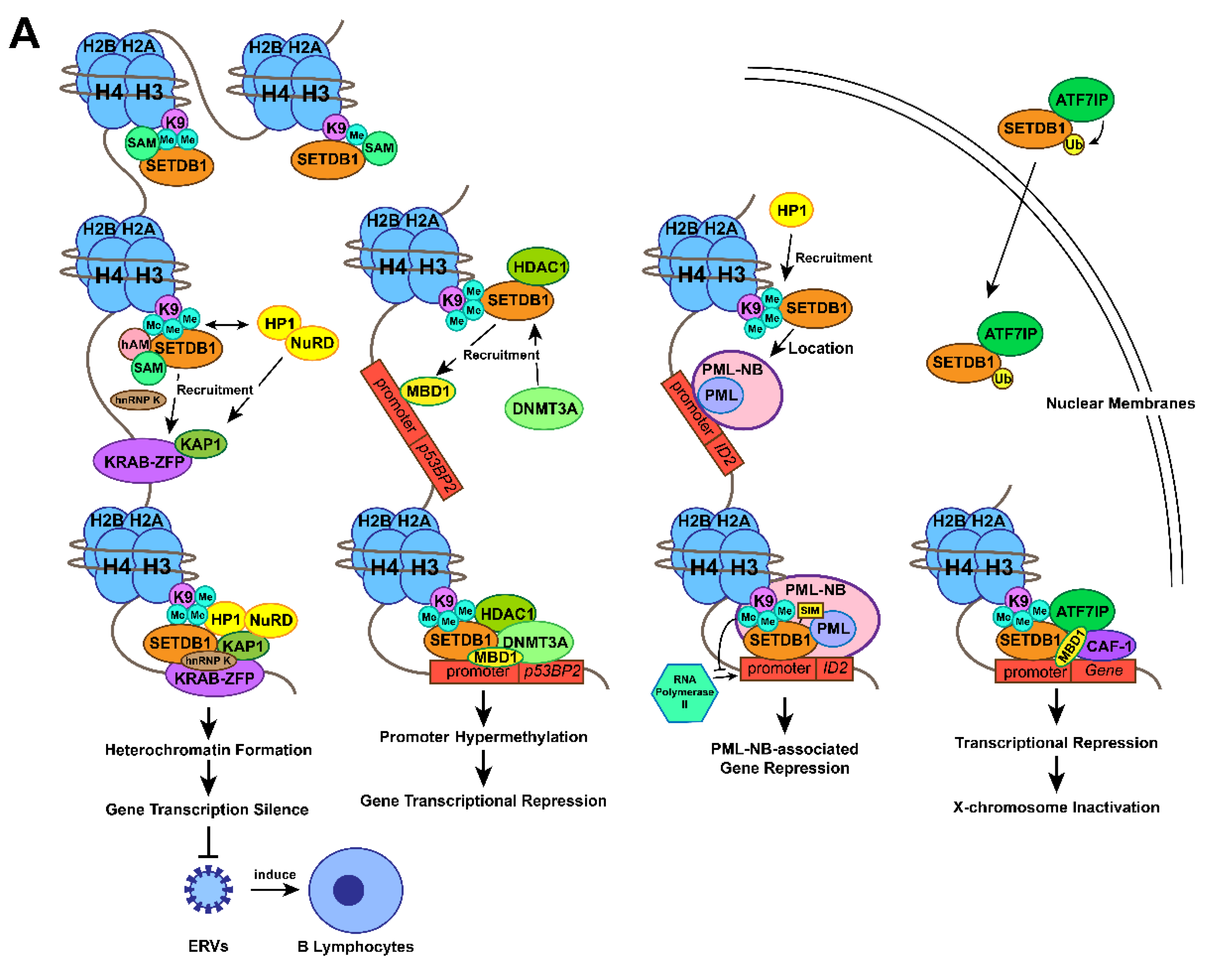 IJMS | Free Full-Text | The Updating of Biological Functions of 