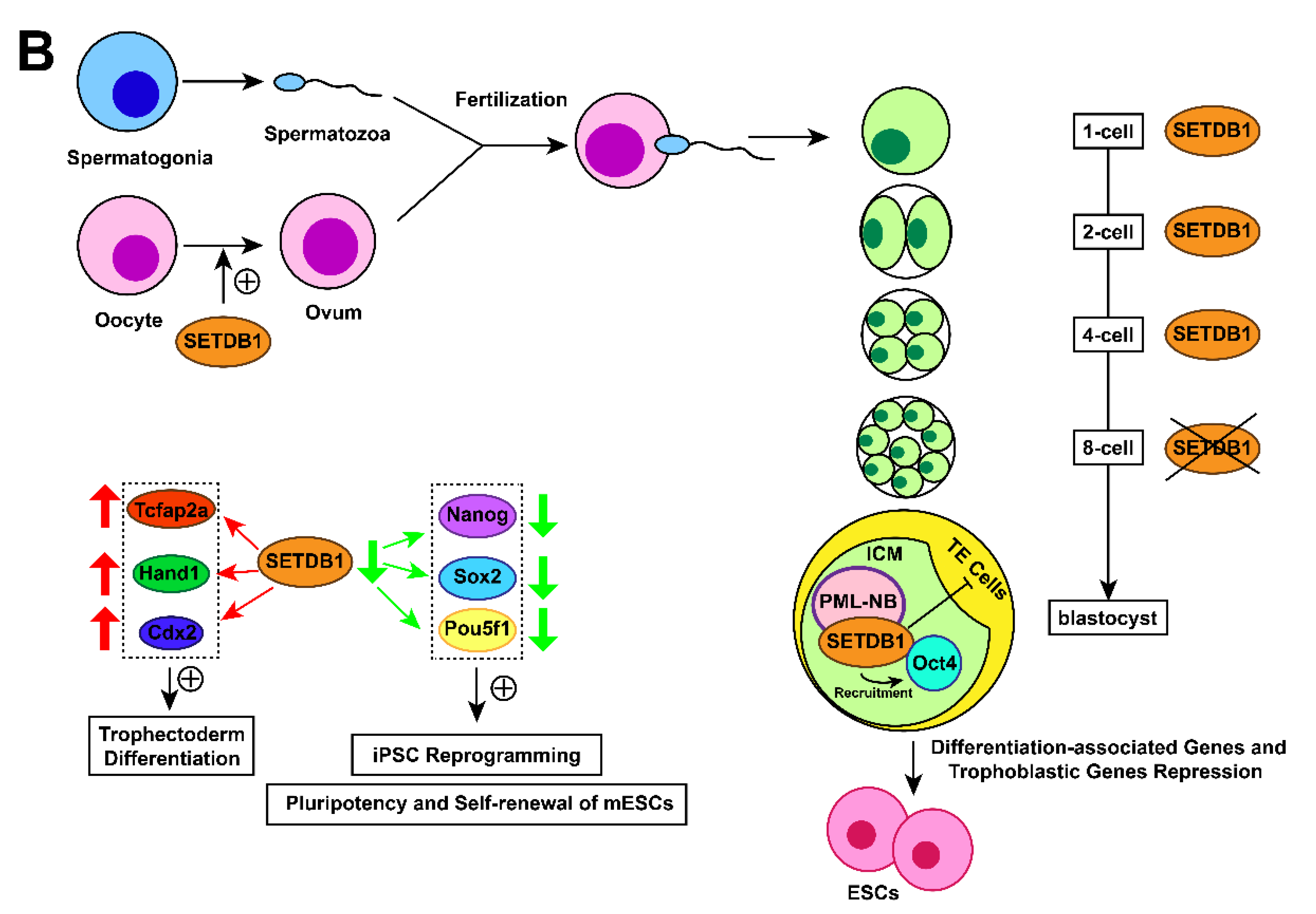 チャオ The Updating of Biological Functions of Methyltransferase