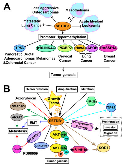 Moon MtTCP18 Regulates Plant Structure in Medicago truncatula
