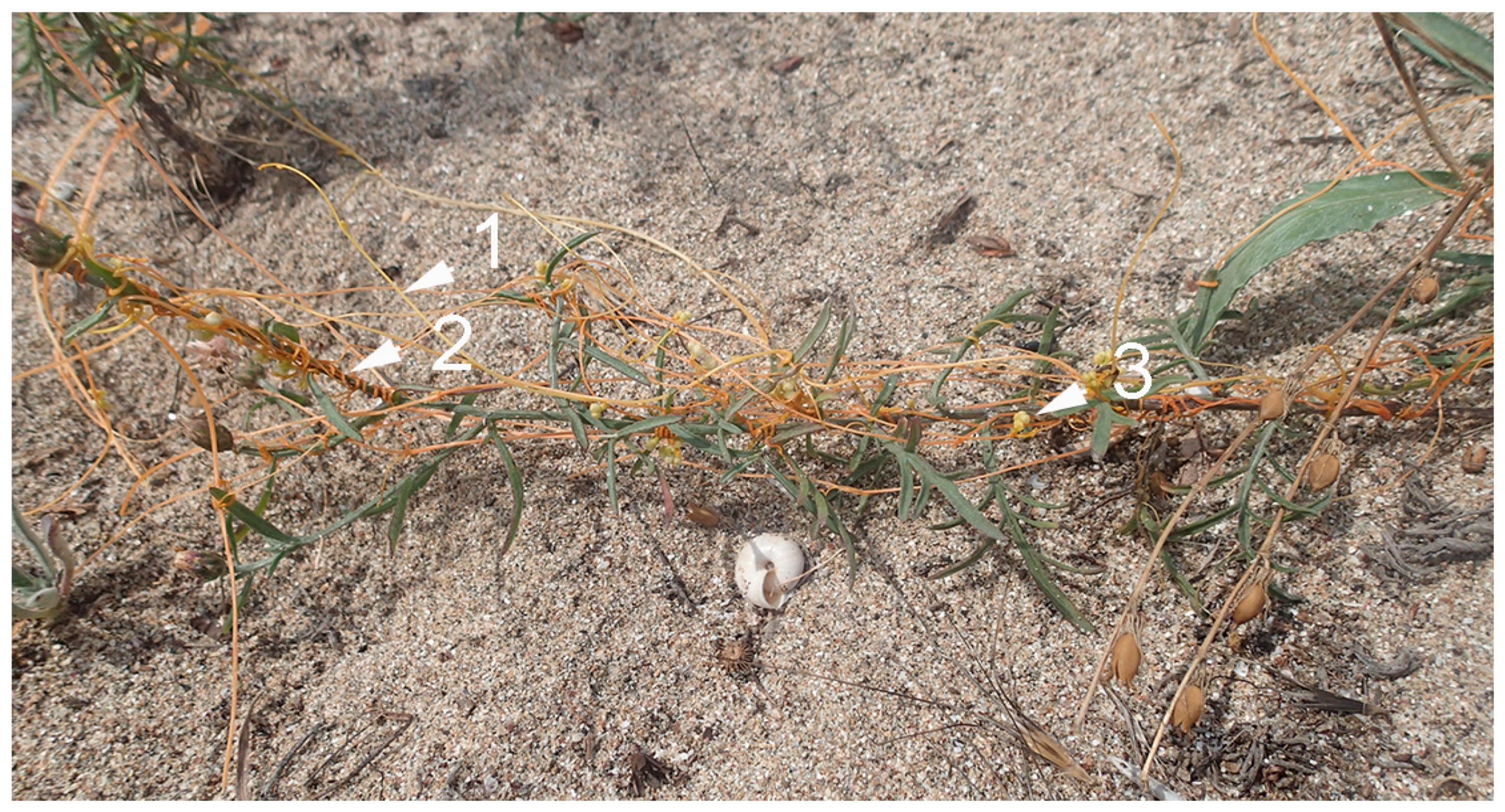 Ijms 22 07418 g003 Ijms 22 07418 g003