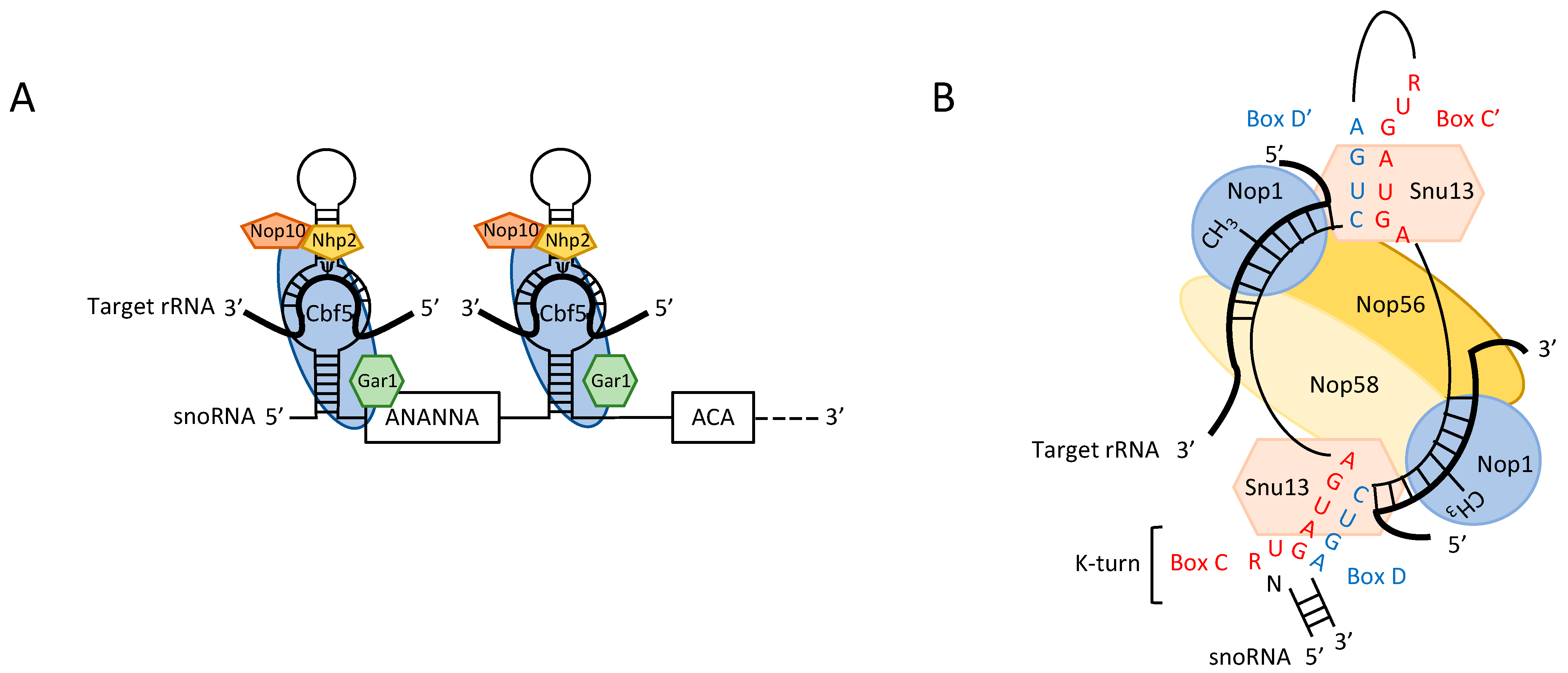 RNA - babi Saccharomyces cerevisiae, a Powerful Model for Studying rRNA