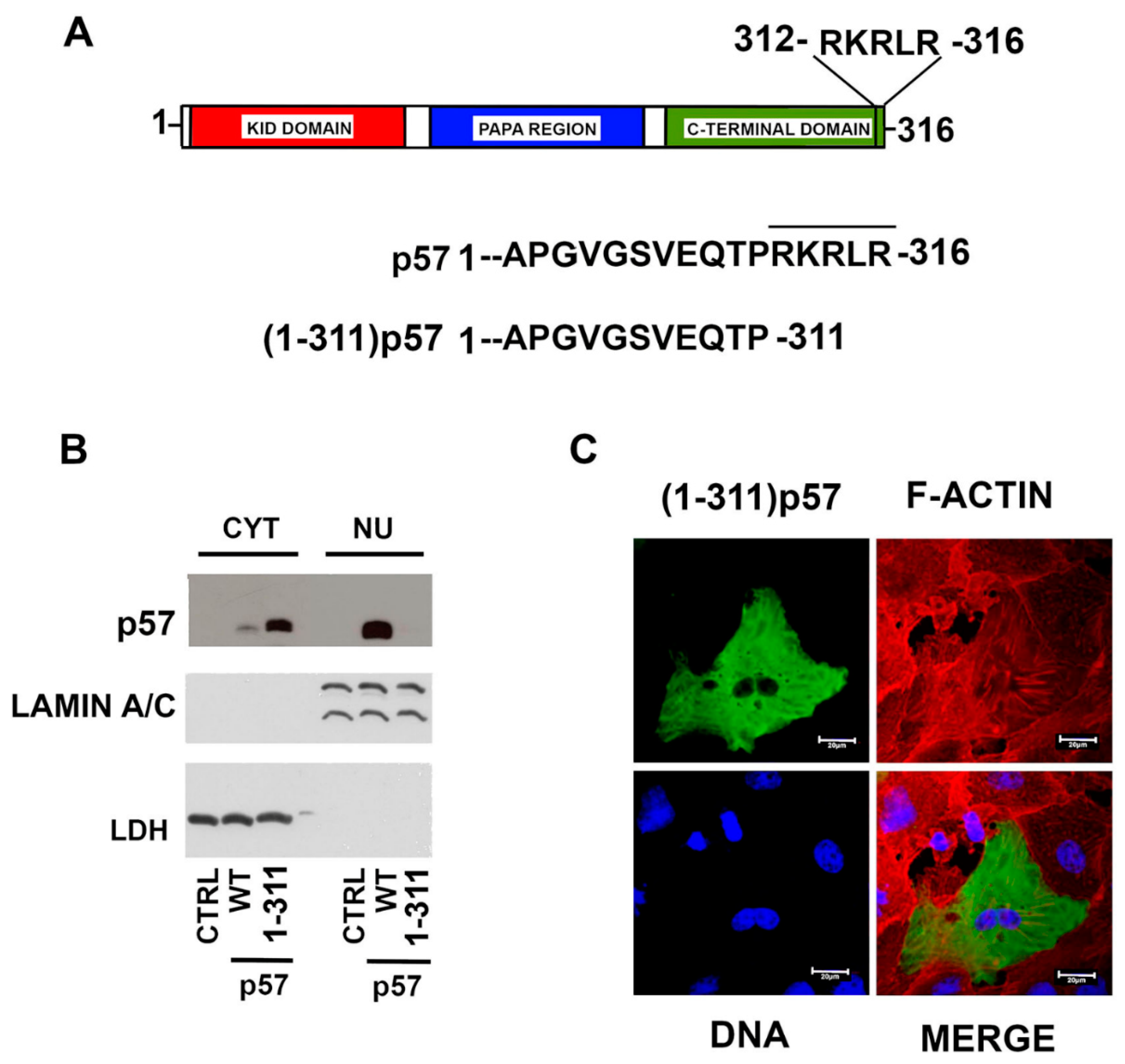 Ijms 22 07428 g005 Ijms 22 07428 g005