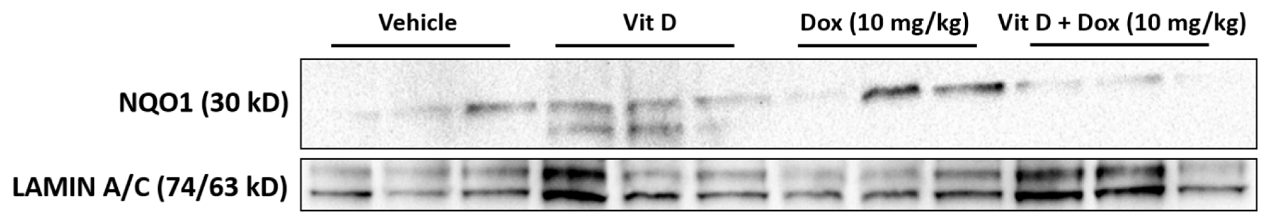 Ijms 22 07439 g004 550