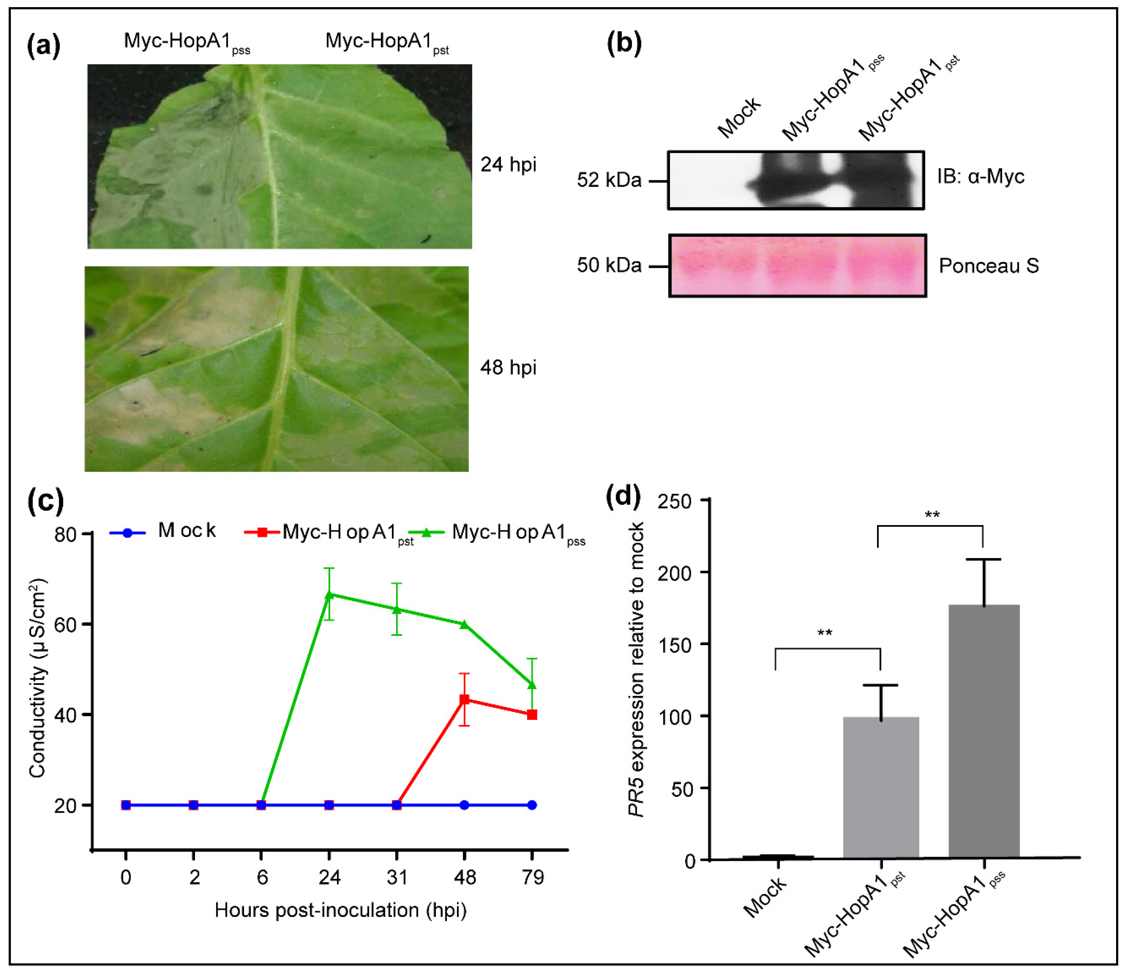 HopA1 Effector from Pseudomonas syringae pv syringae Strain HopA1 Effector from Pseudomonas syringae pv syringae Strain