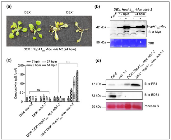 HopA1 Effector from Pseudomonas syringae pv syringae Strain 61