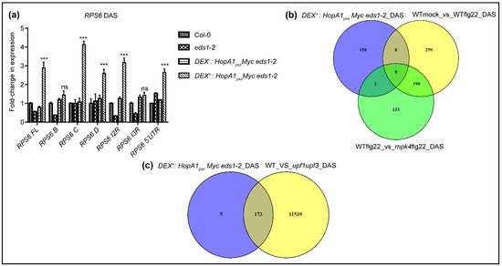 HopA1 Effector from Pseudomonas syringae pv syringae Strain 61