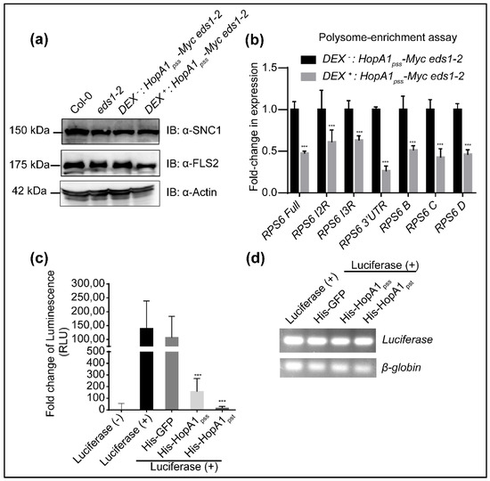 HopA1 Effector from Pseudomonas syringae pv syringae Strain