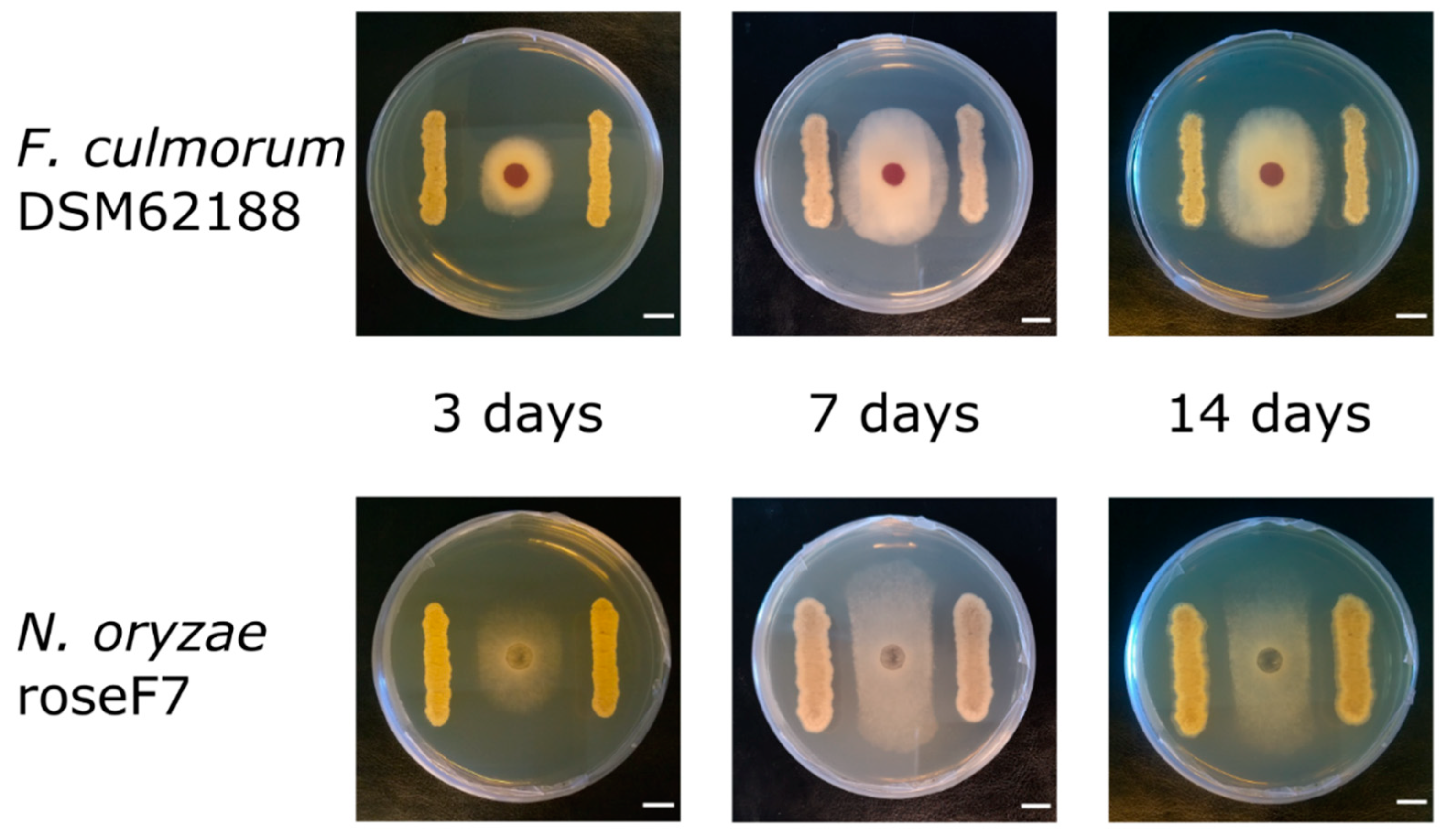 Ijms 22 07441 g002 550