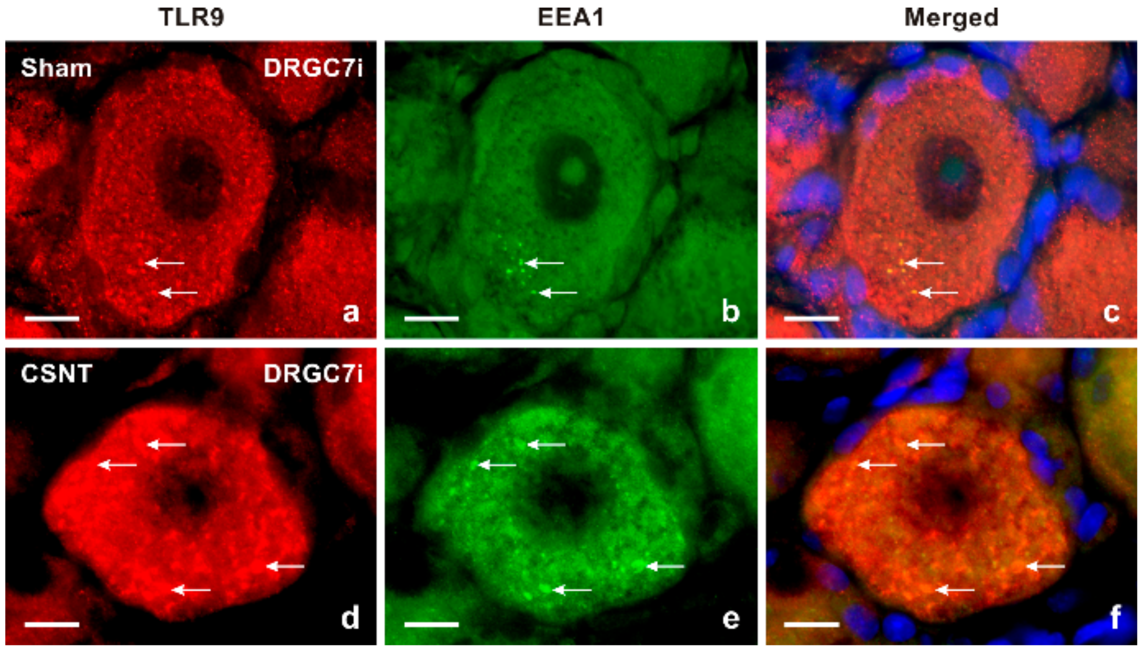 Ijms 22 07446 g004 550