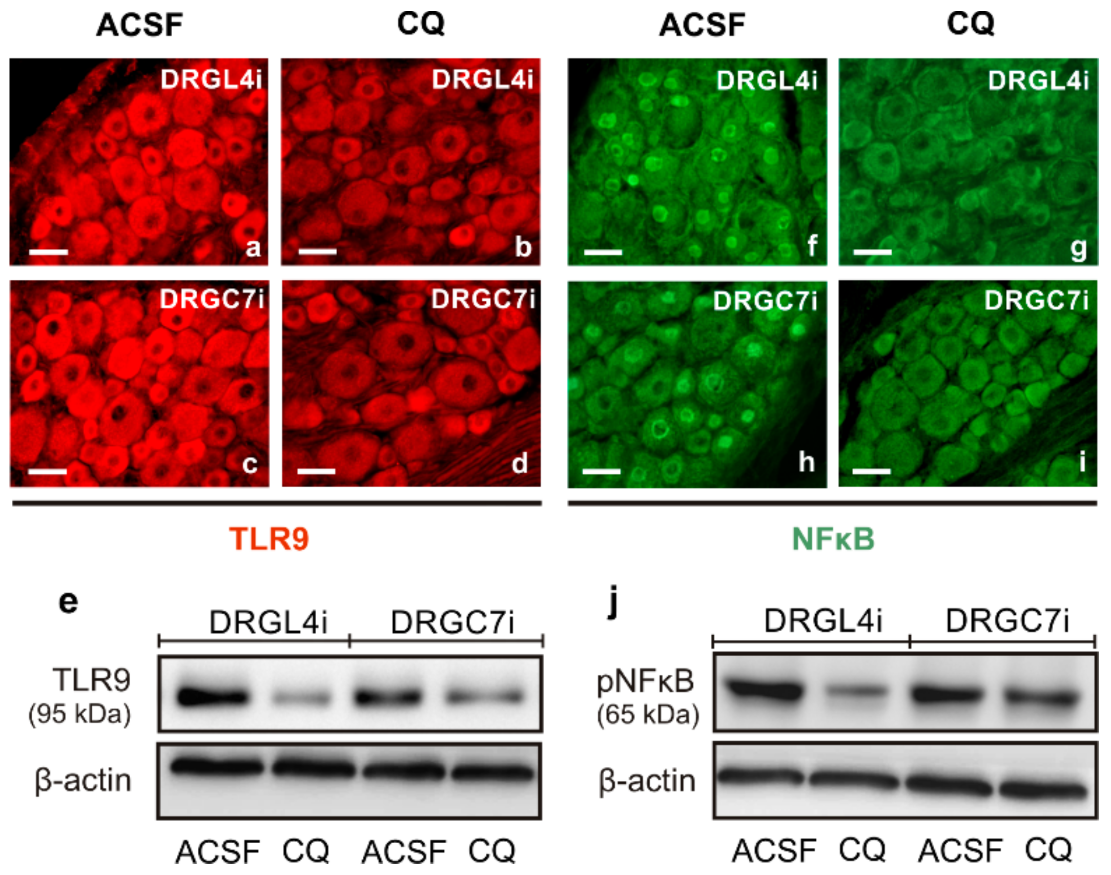 Ijms 22 07446 g008 550