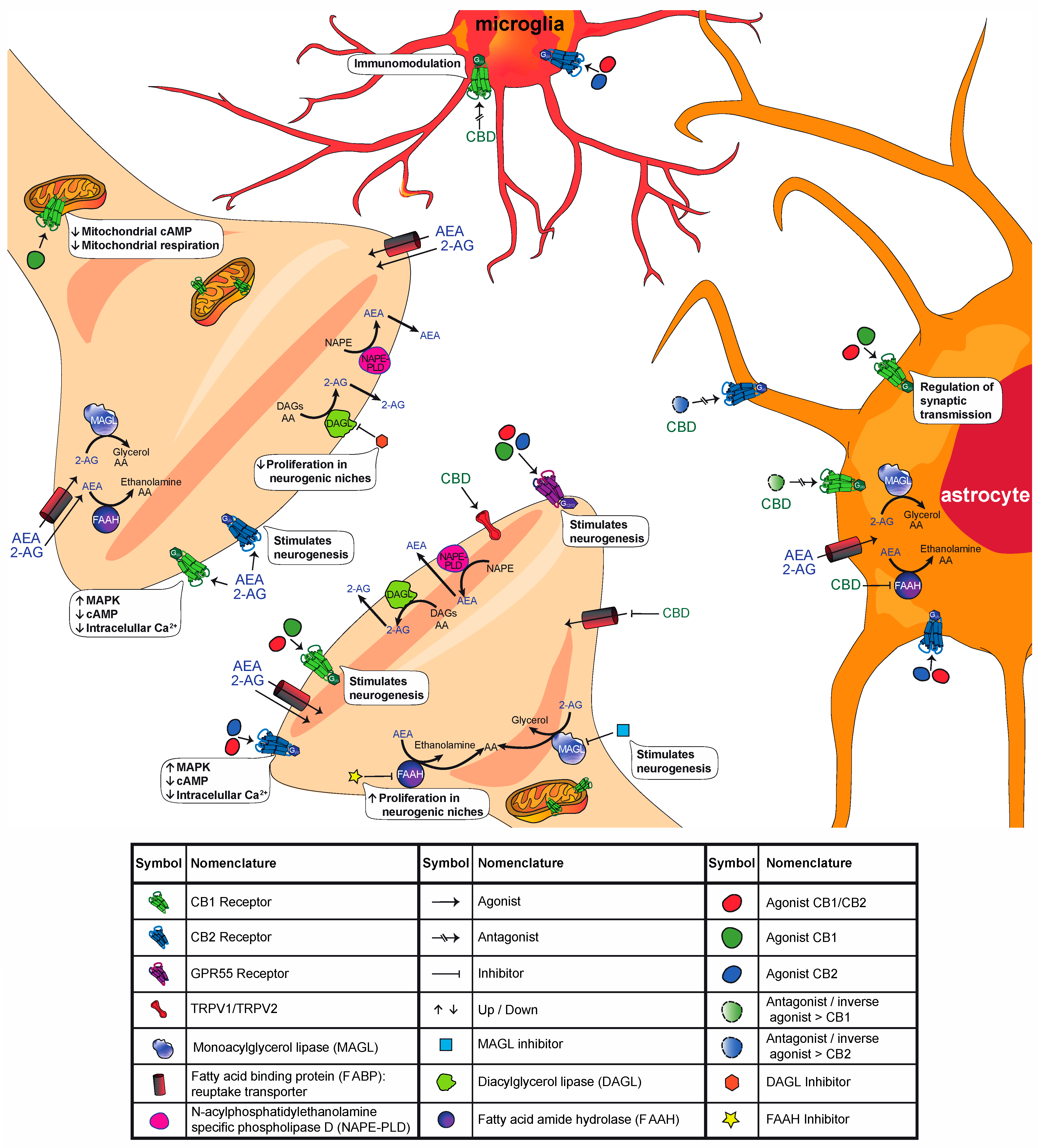 Ijms 22 07450 g001 Ijms 22 07450 g001