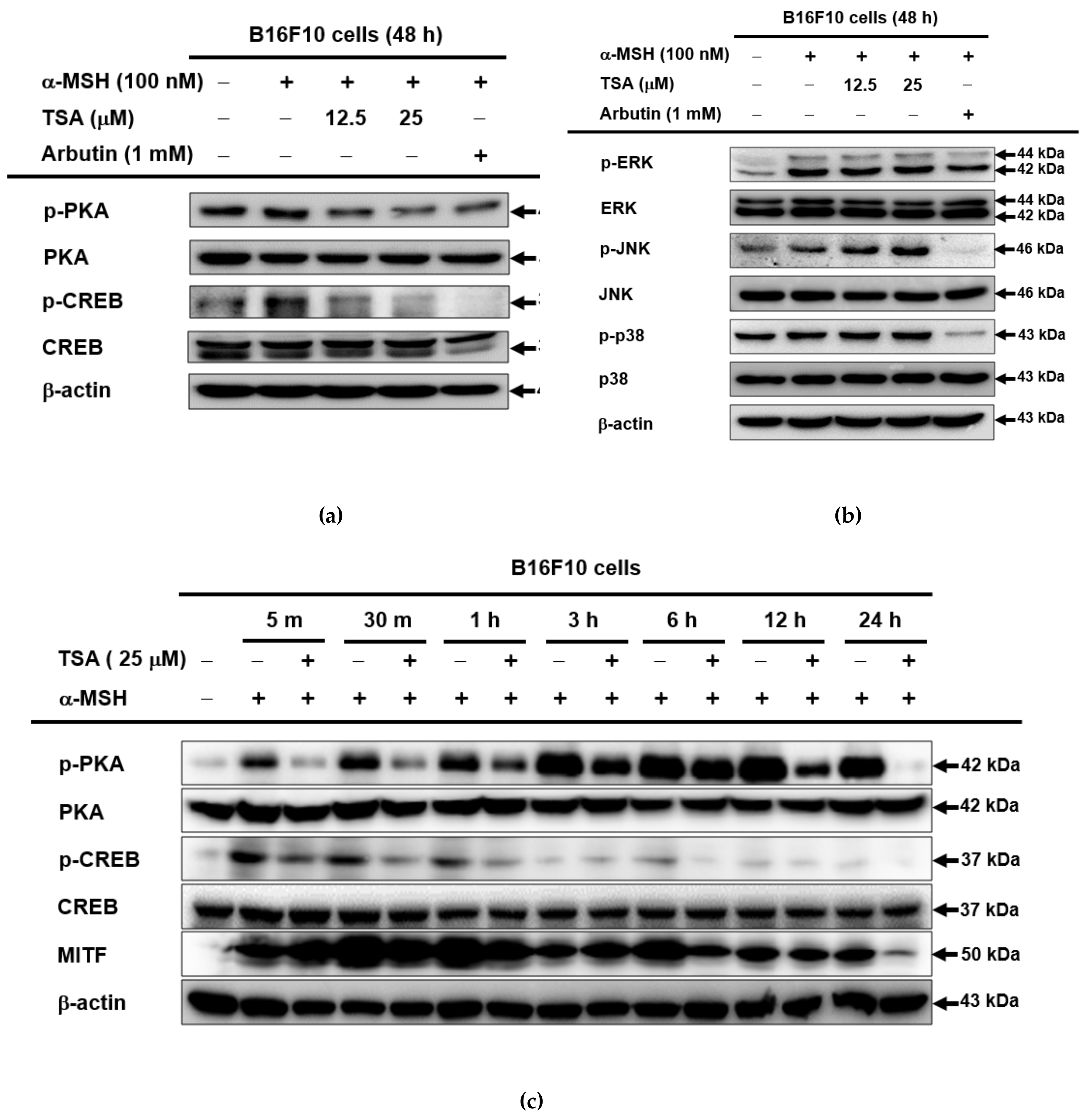 Ijms 22 07453 g004a 550