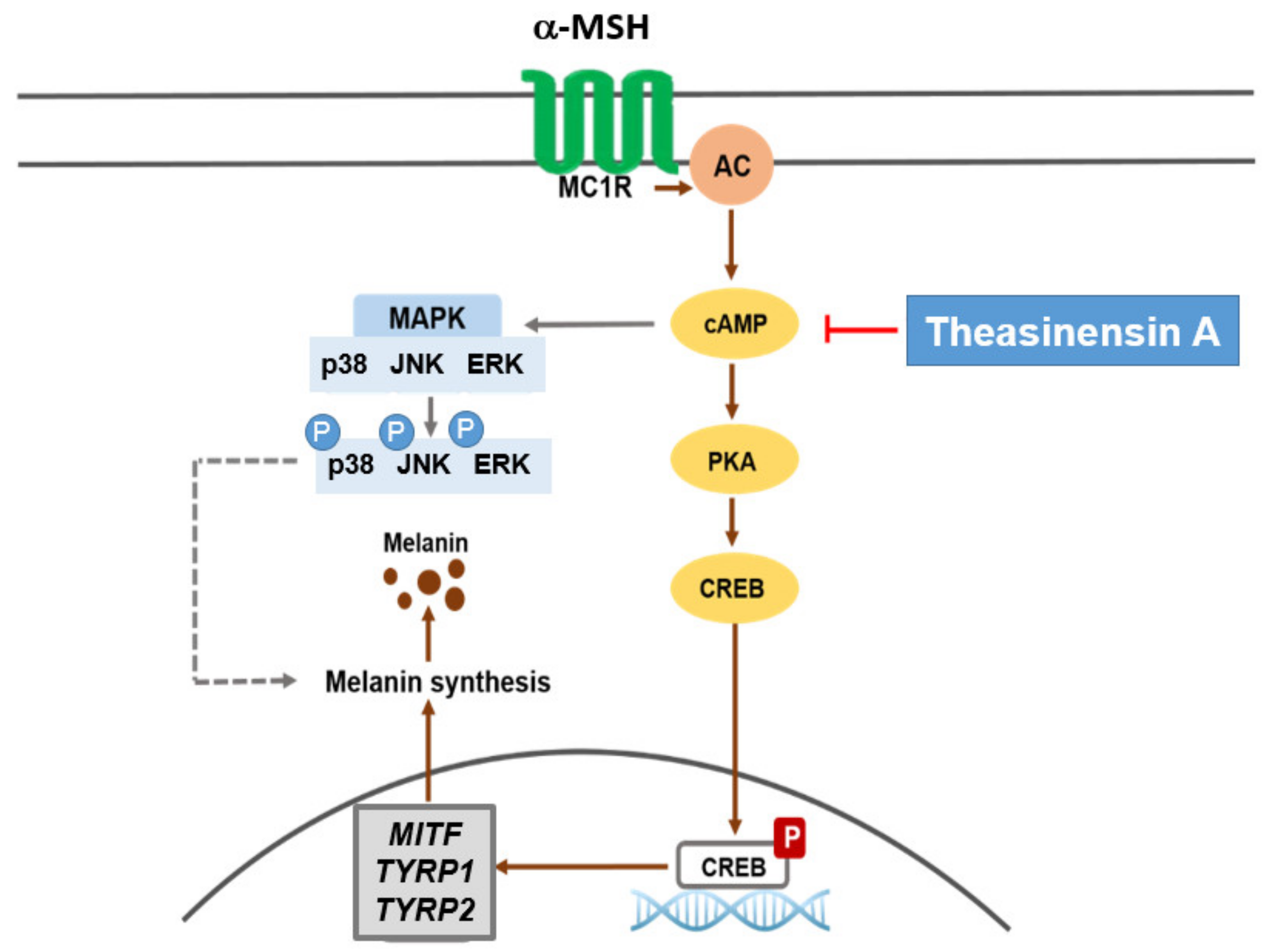 Ijms 22 07453 g005 550