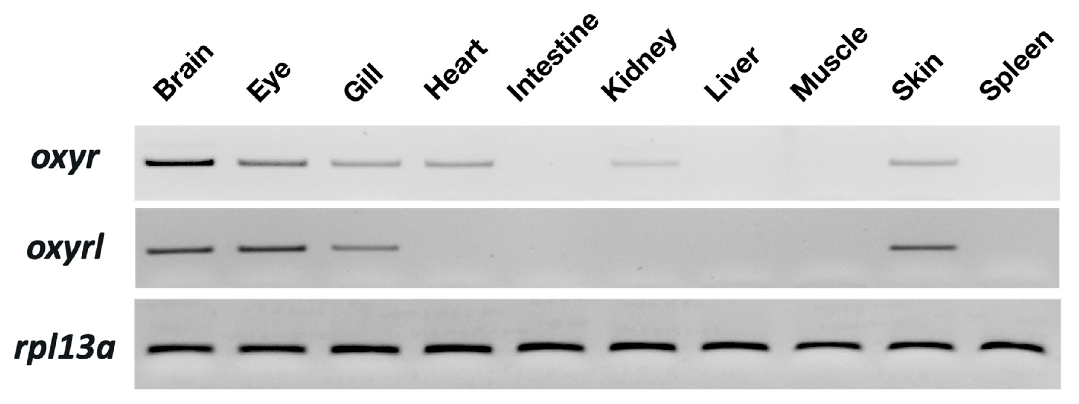 Ijms 22 07459 g001 550