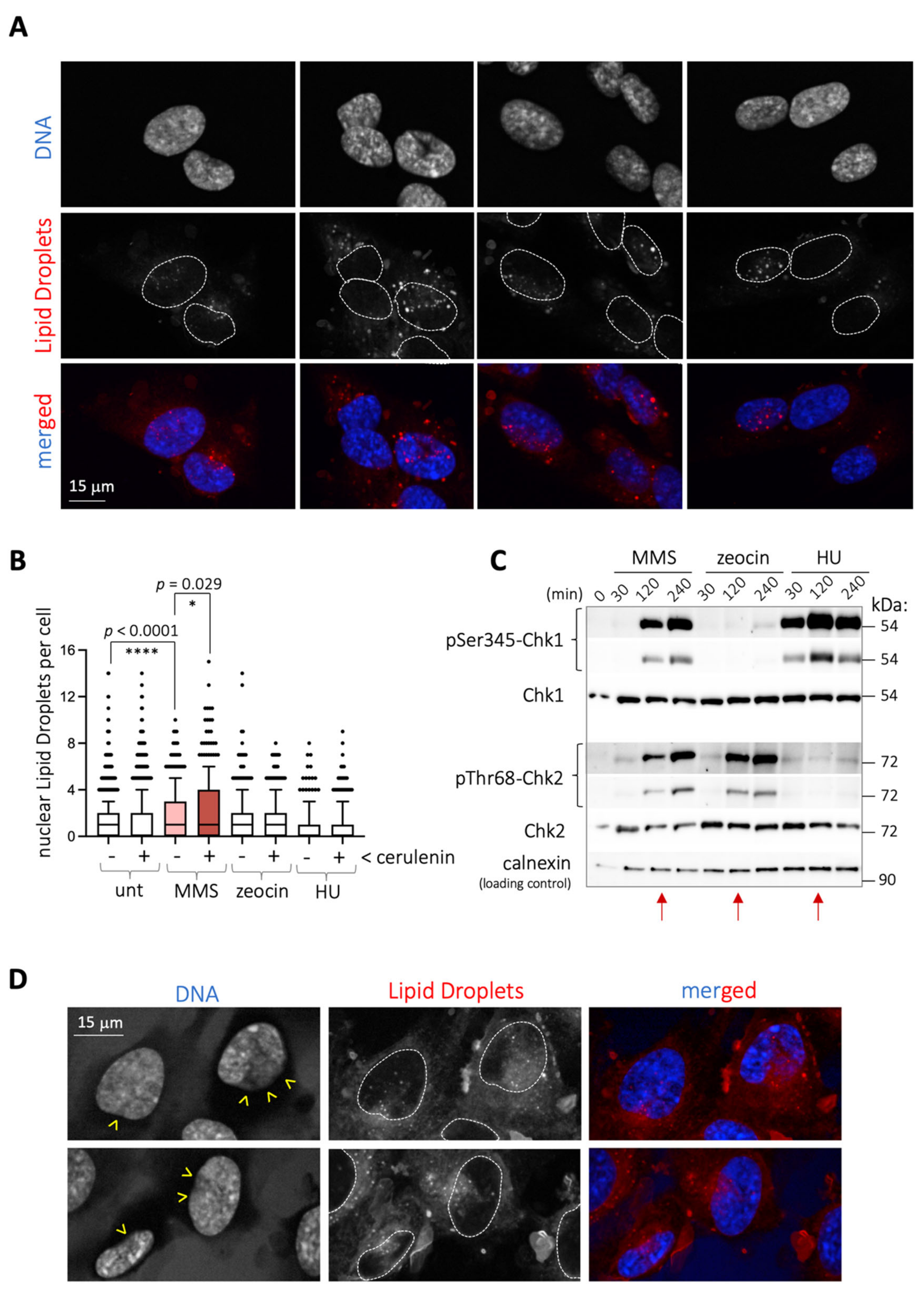 Ijms 22 07461 g001 550