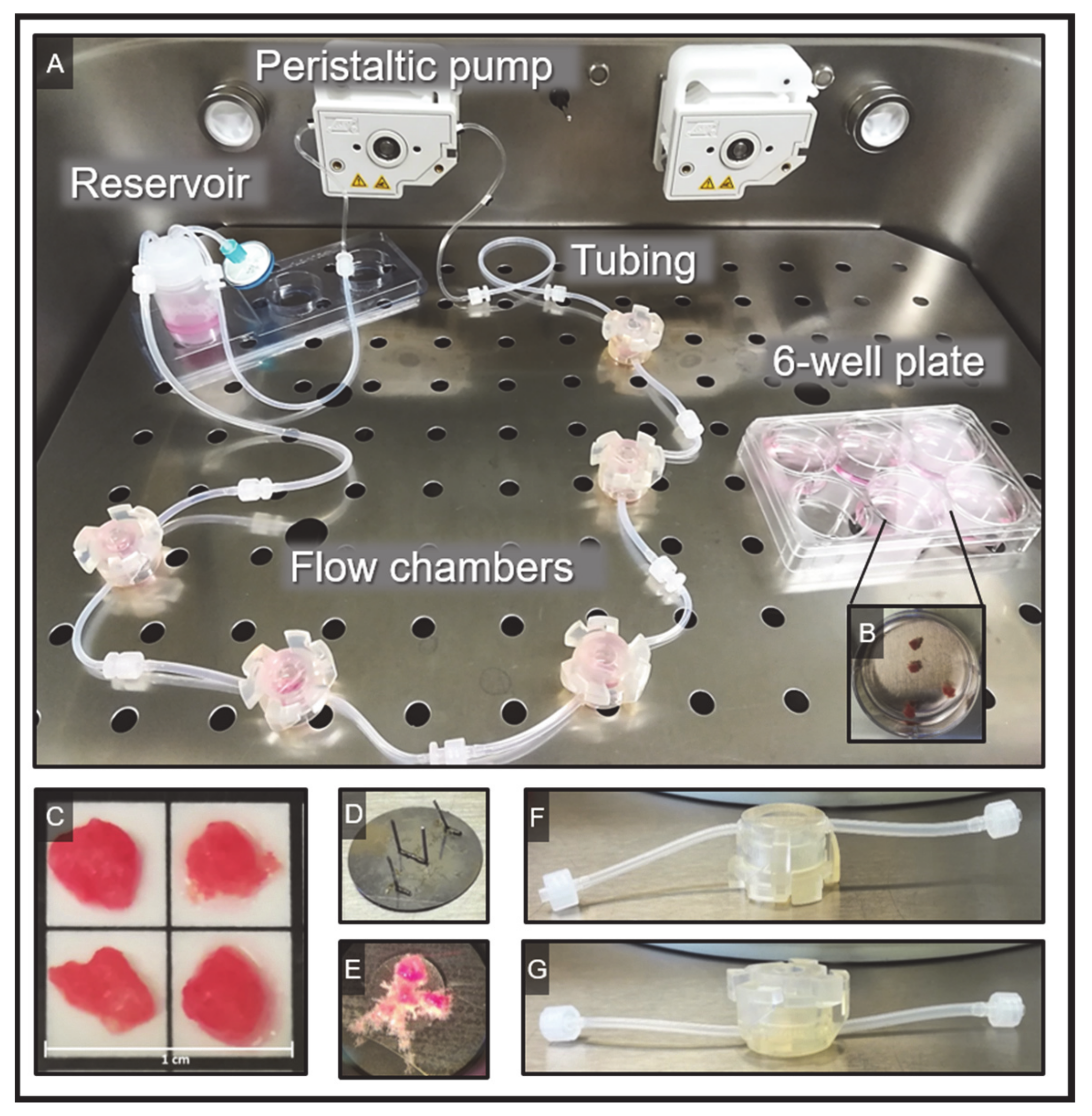 Ijms 22 07464 g001 550