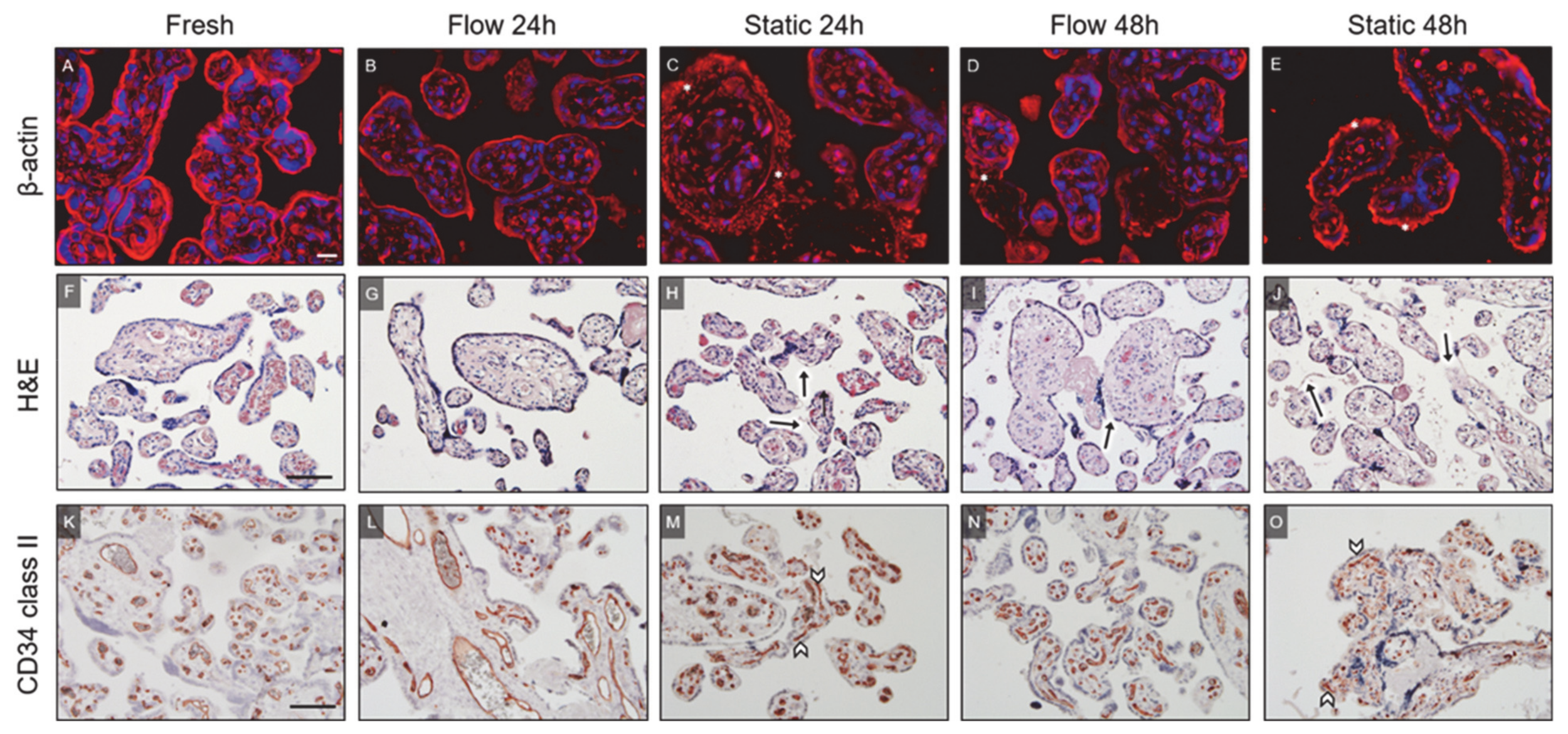 Ijms 22 07464 g002 550