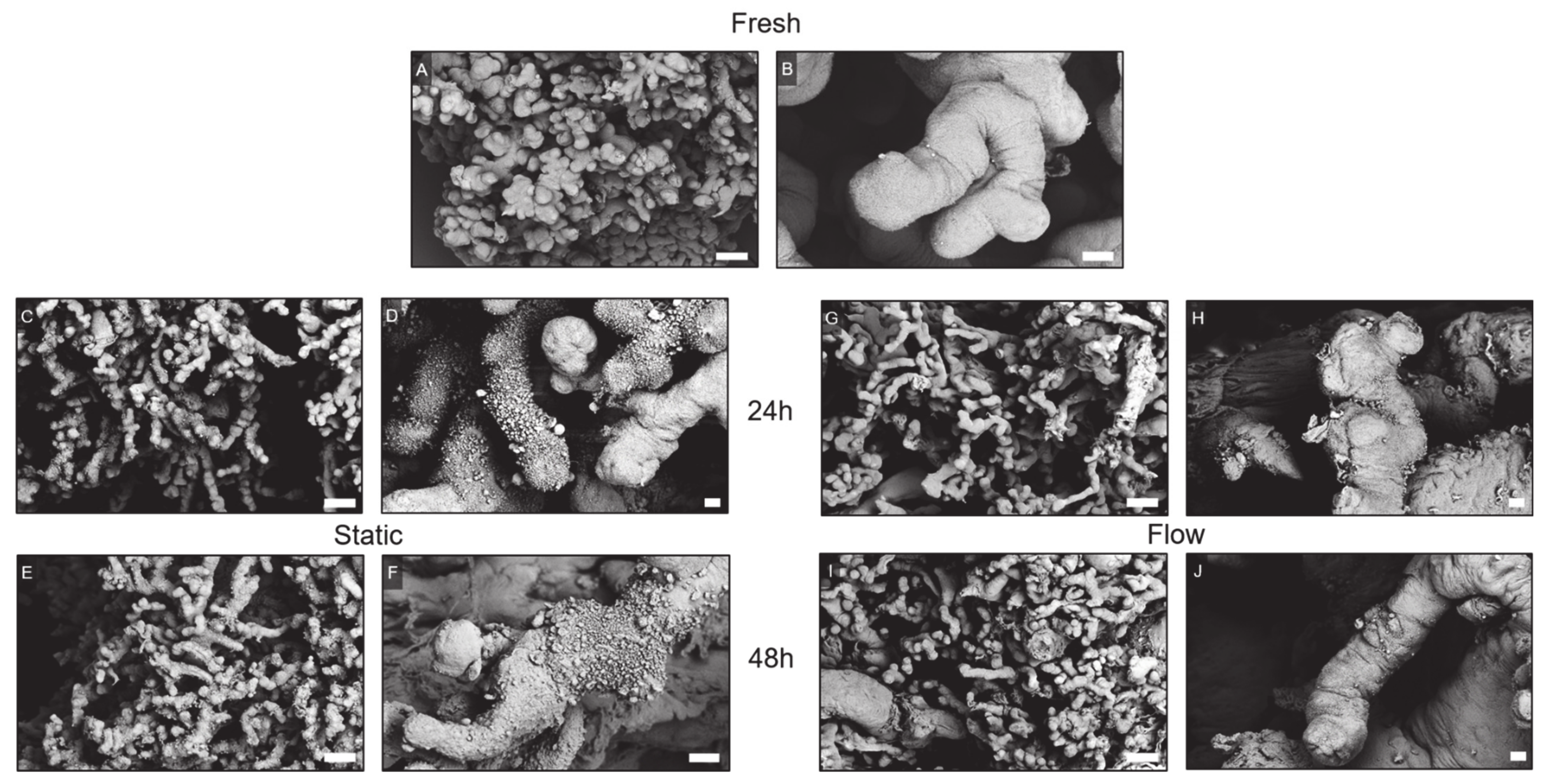 Ijms 22 07464 g005 550