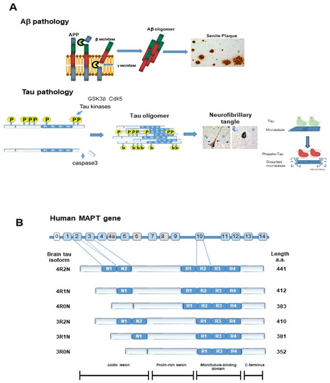 IJMS | Free Full-Text | Autophagy and Tau Protein