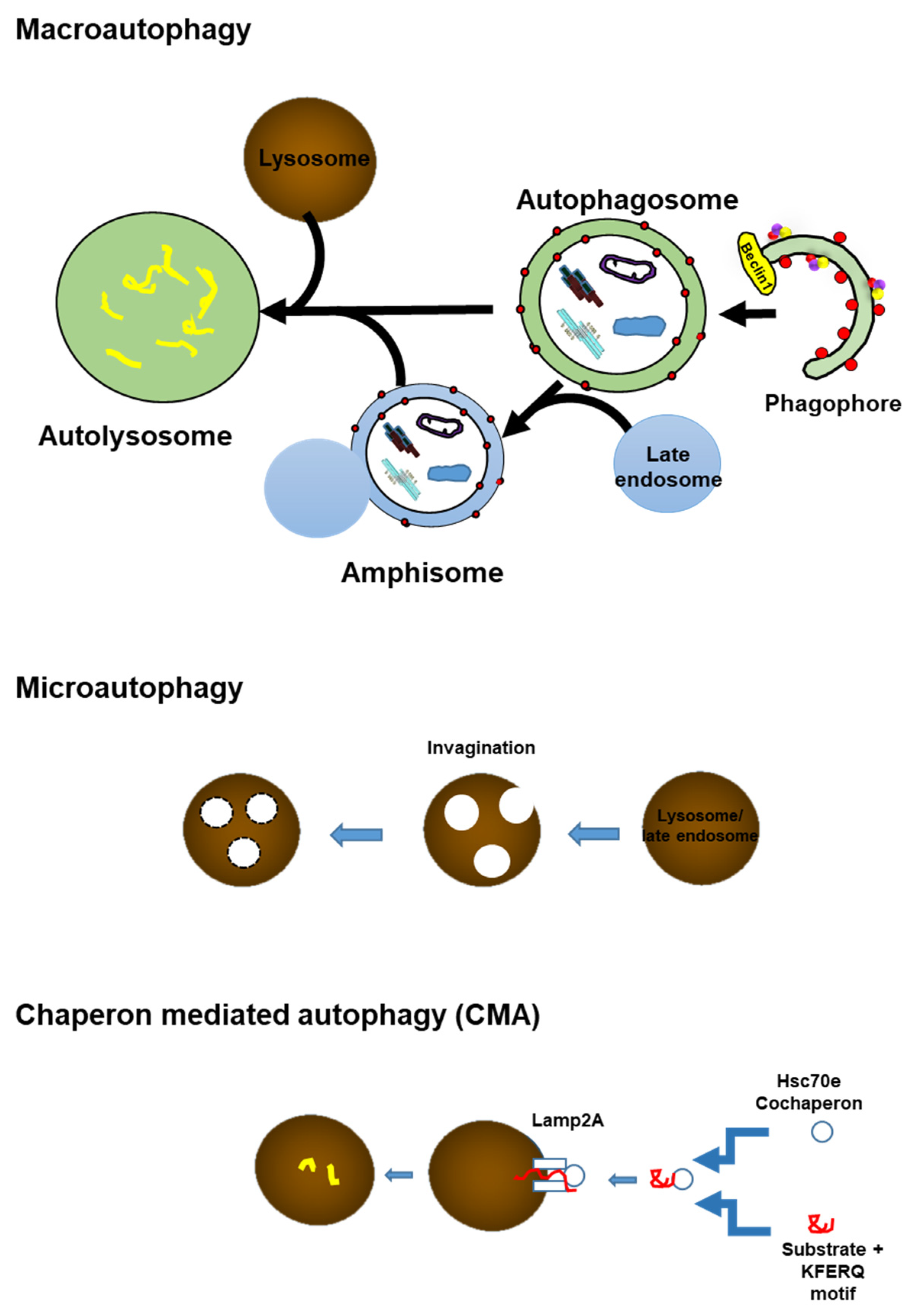 Ijms 22 07475 g003 Ijms 22 07475 g003